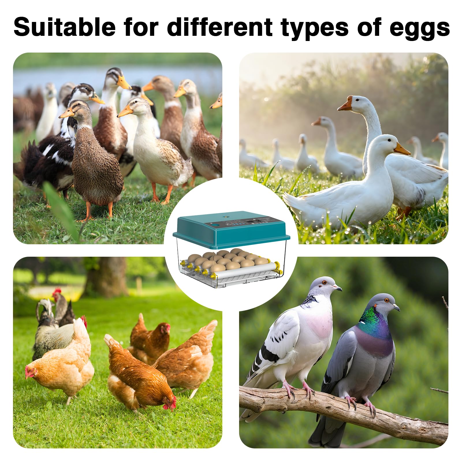 Incubatrice per uova di gallina, 36 uova, incubatrice automatica, controllo intelligente di temperatura e umidità, rotazione automatica, rulli regolabili, luce tester integrata