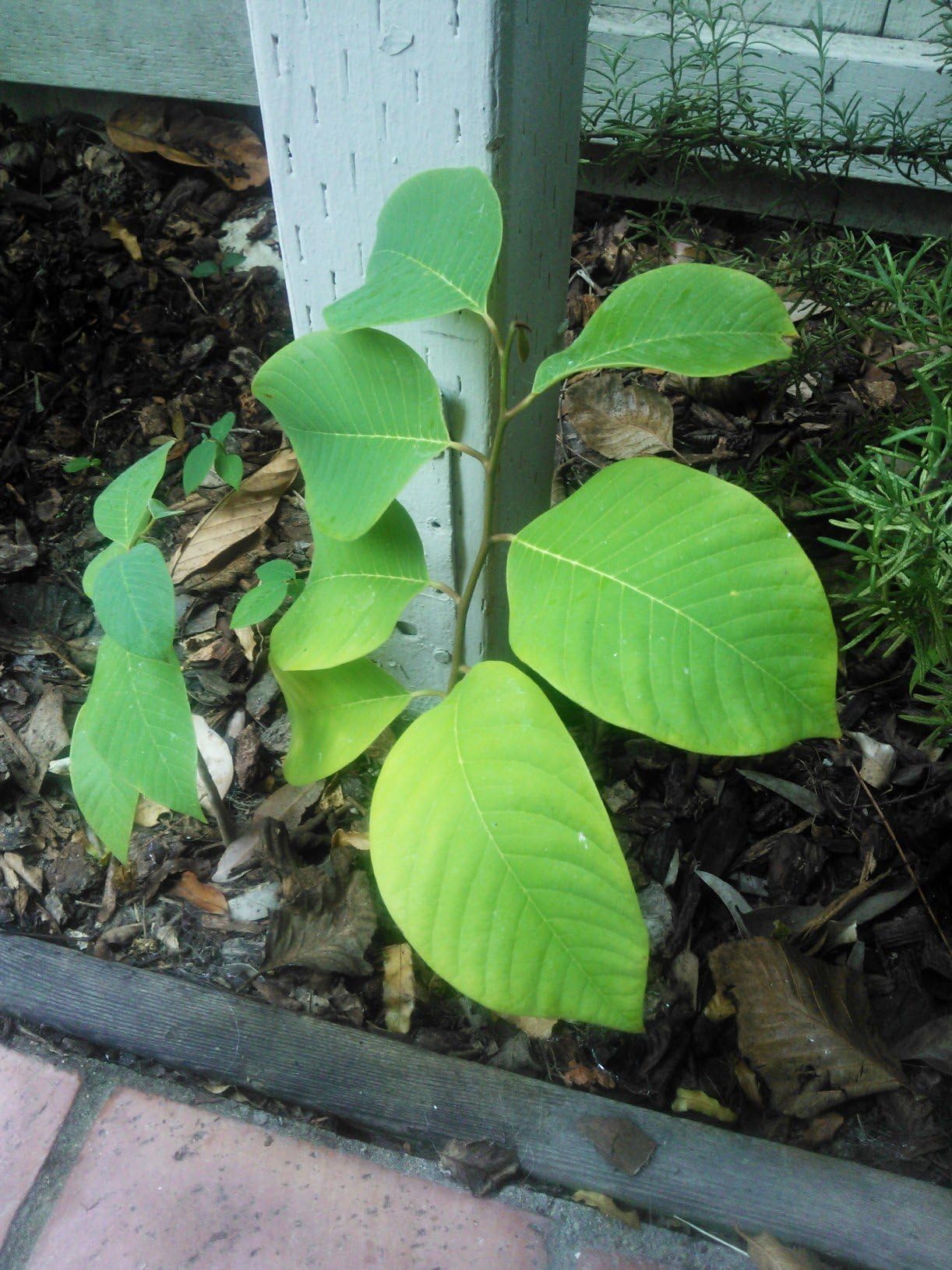Cherimoya - Annona cherimola - 5 Seeds with High Germination Rate