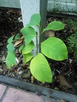 Cherimoya - Annona cherimola - 5 Seeds with High Germination Rate