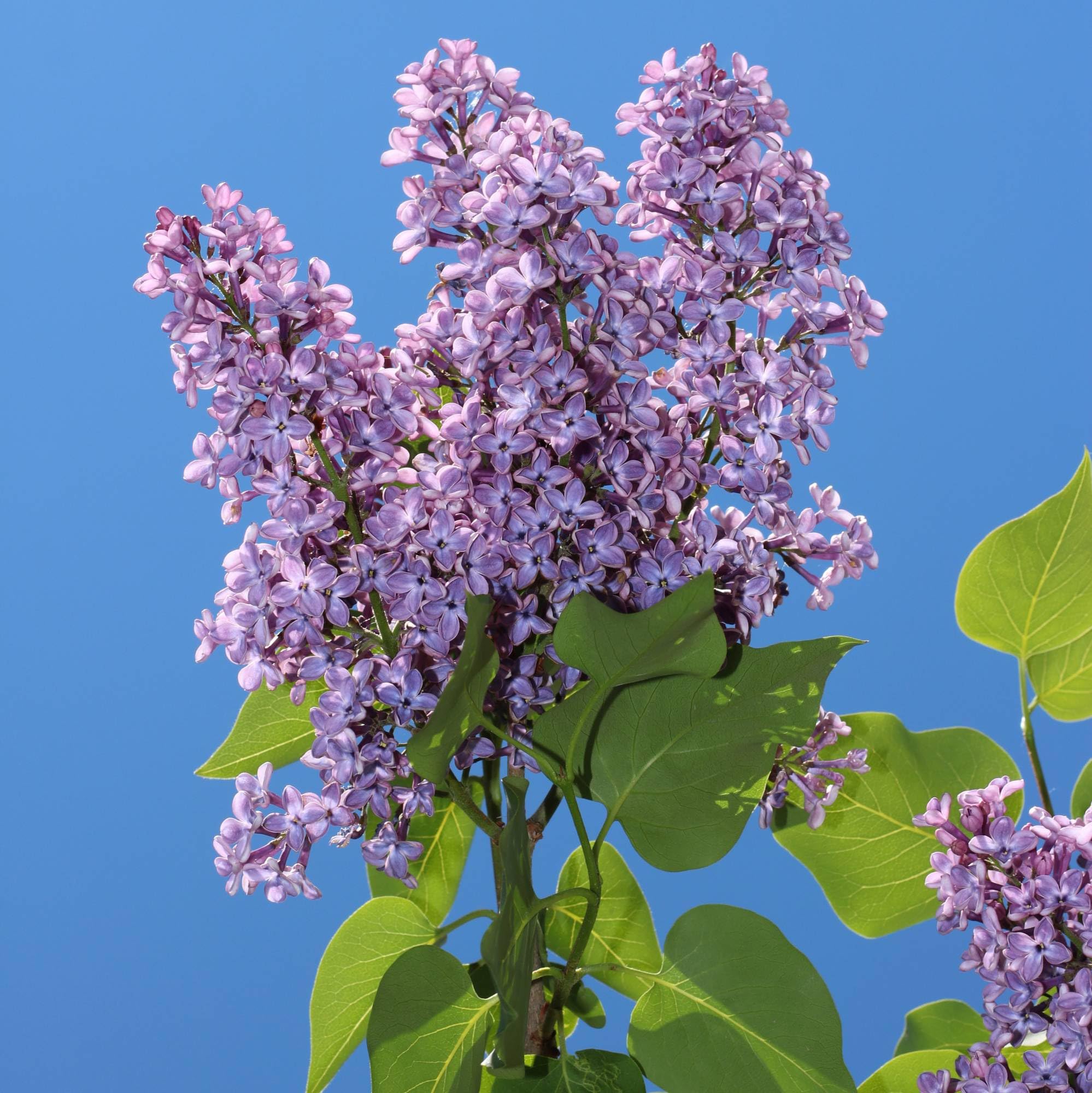 Vivai le Georgiche - Pianta vera di Syringa vulgaris Lillà comune - vaso Ø 20 cm