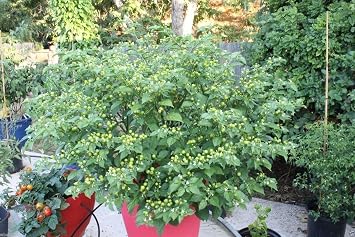 15 Aji Charapita Hot Pepper Seeds,C frutescens,From the Amazonian region of Peru