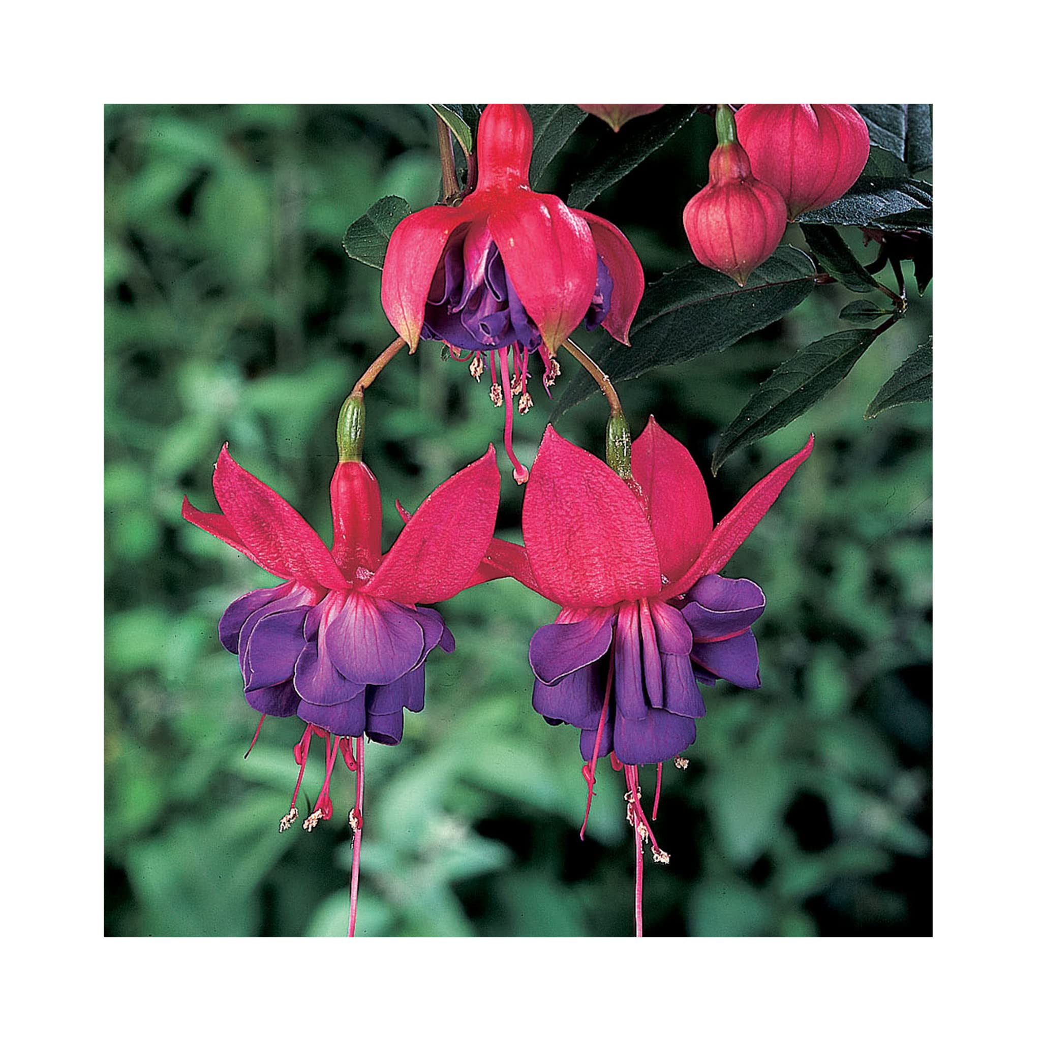 6 Bush Fuchsia Winston Churchill, Plug/Starter Plants