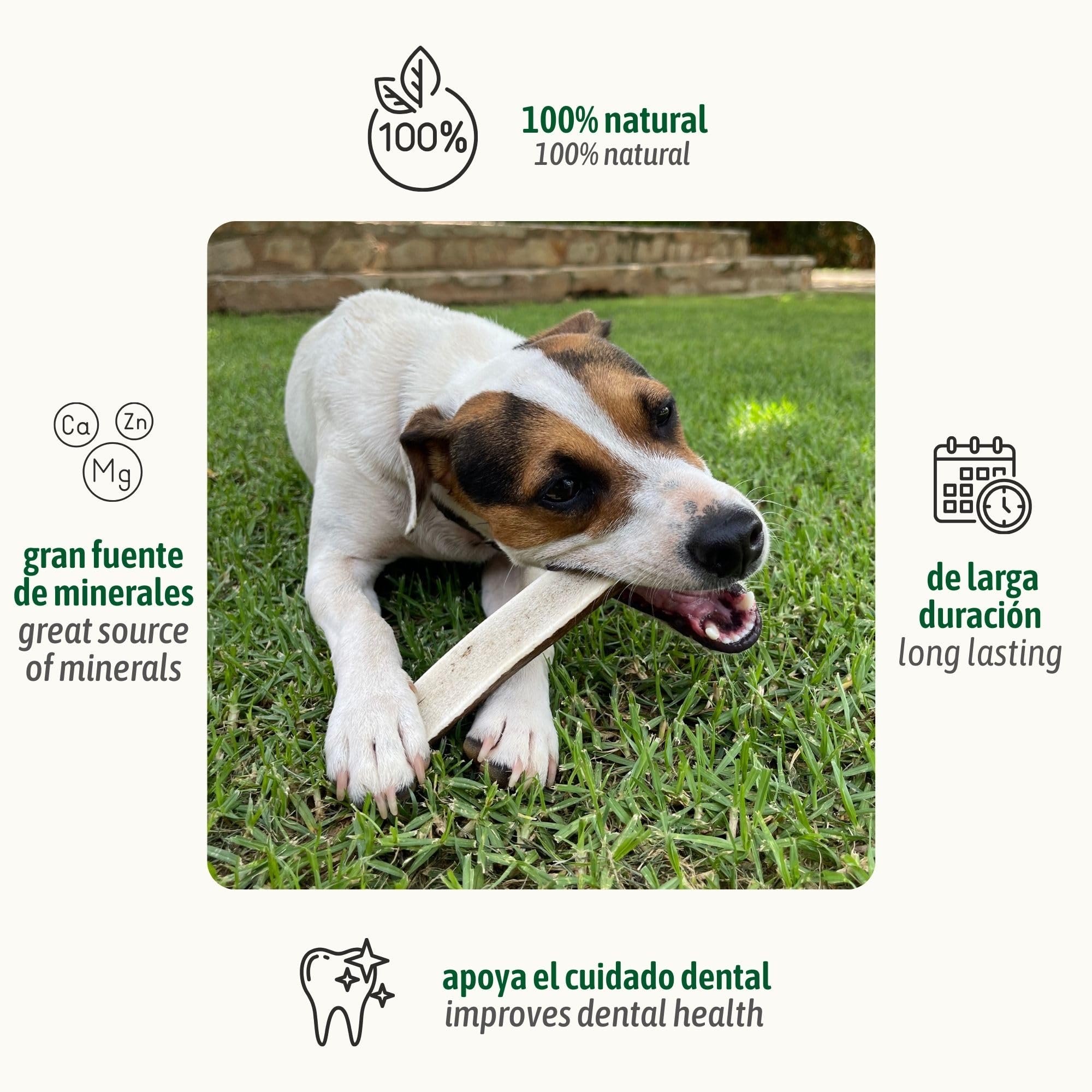 ChronoBalance-XXL Asta de Ciervo para Perros Partido por la Mitad, 100% Natural, Snack para el Cuidado Dental, Juguete para Perros, Huesos sin químicos, Conjunto de 2