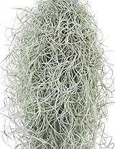 Super Large US Neoides, Spanish Moss, Air Plants, Tillandsia (Middle Leaves, 31.5 inches (80 cm)