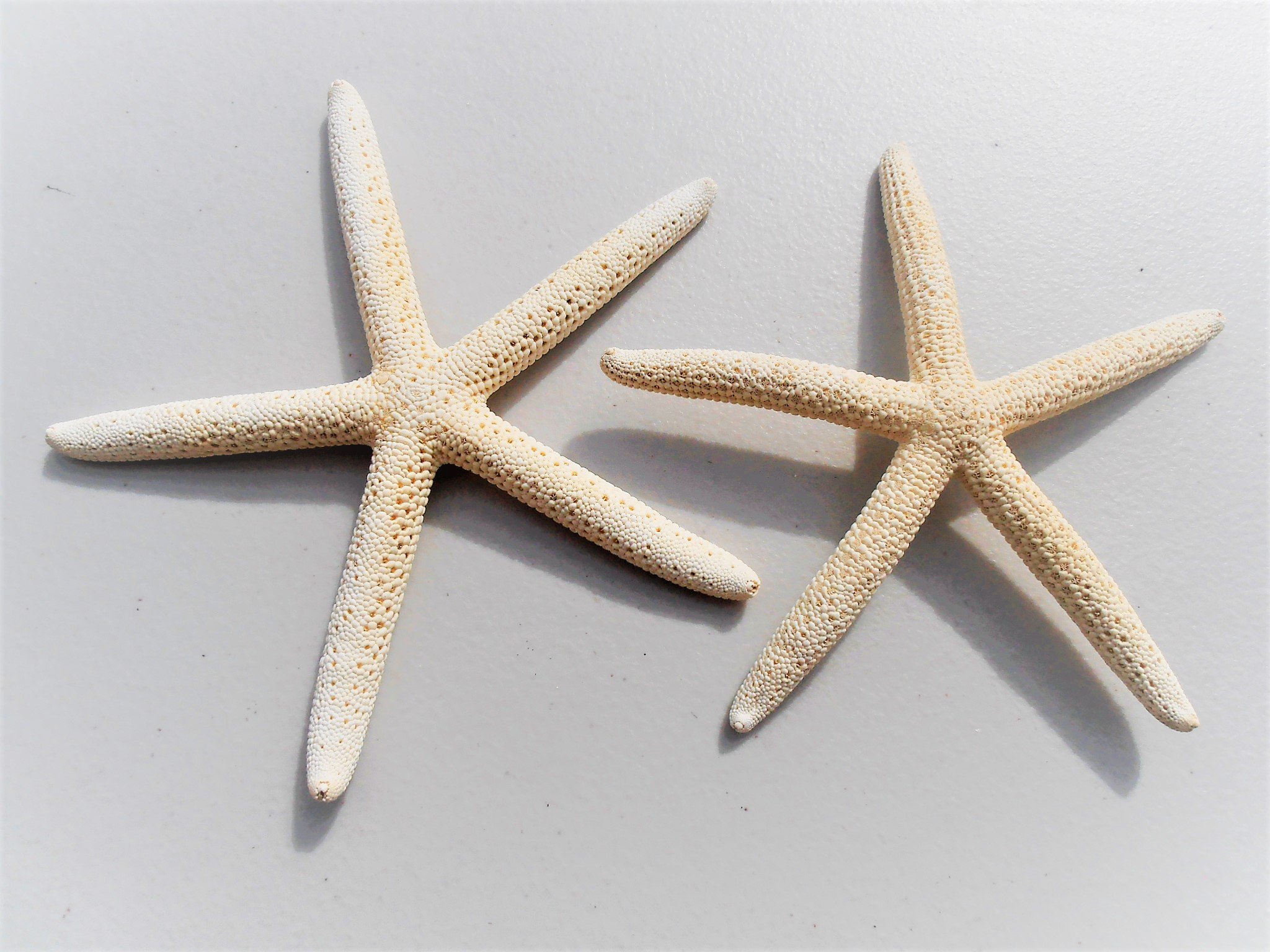 Amazon.co.jp: 天然素材 大きな ヒトデ XL（スターフィッシュ 約13