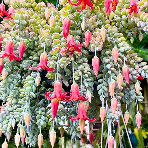 Miniatura 4 de Cotyledon Pendens - Planta viva suculenta en maceta de 2 pulgadas, planta suculenta que se arrastra, planta viva de interior para el hogar, jardín,