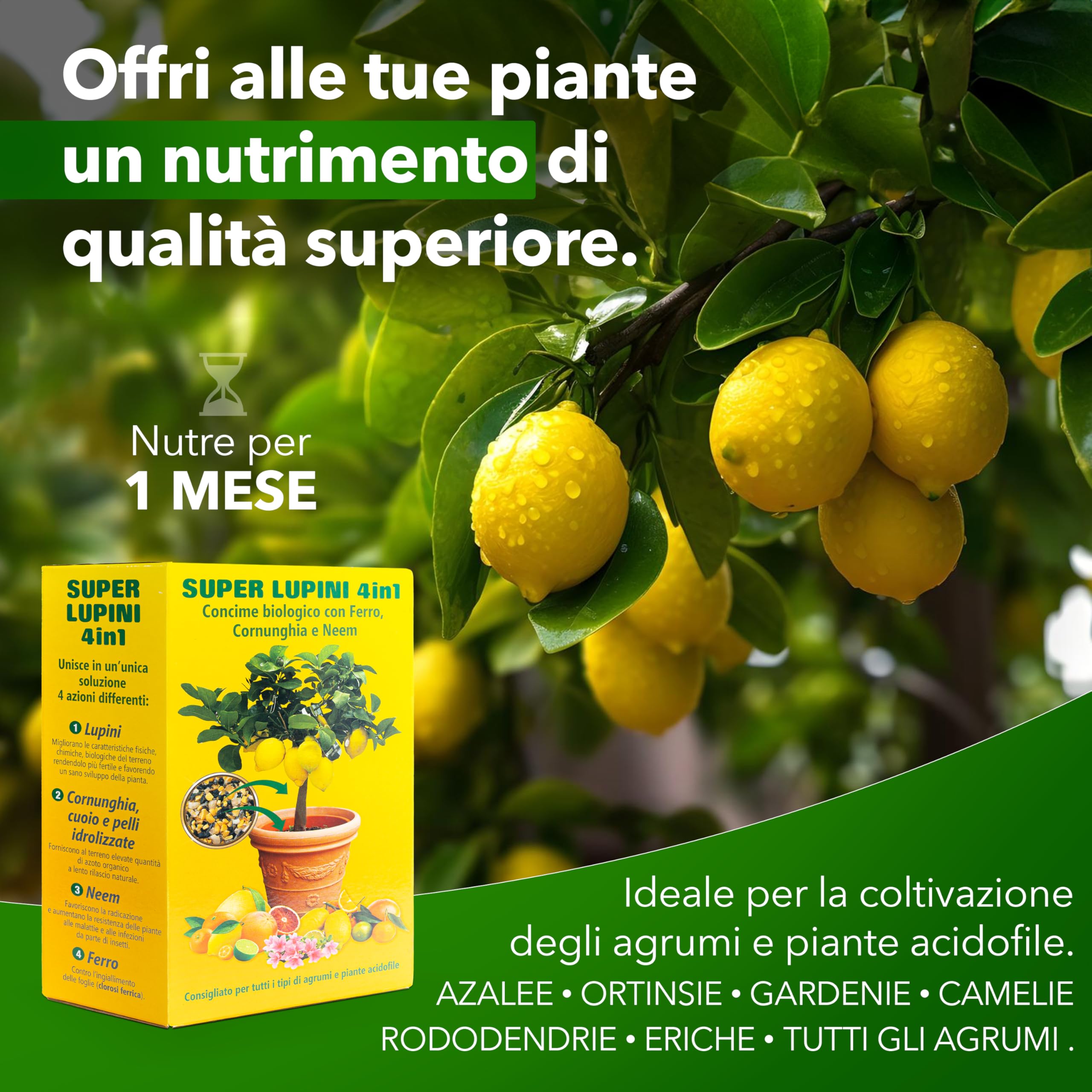 SAVINI VIVAI engrais aux agrumes Super Ground Lupins Engrais organique 4 en 1 pour une production abondante comme les citrons, mandarines, oranges en pot et entièrement moulues, 800g