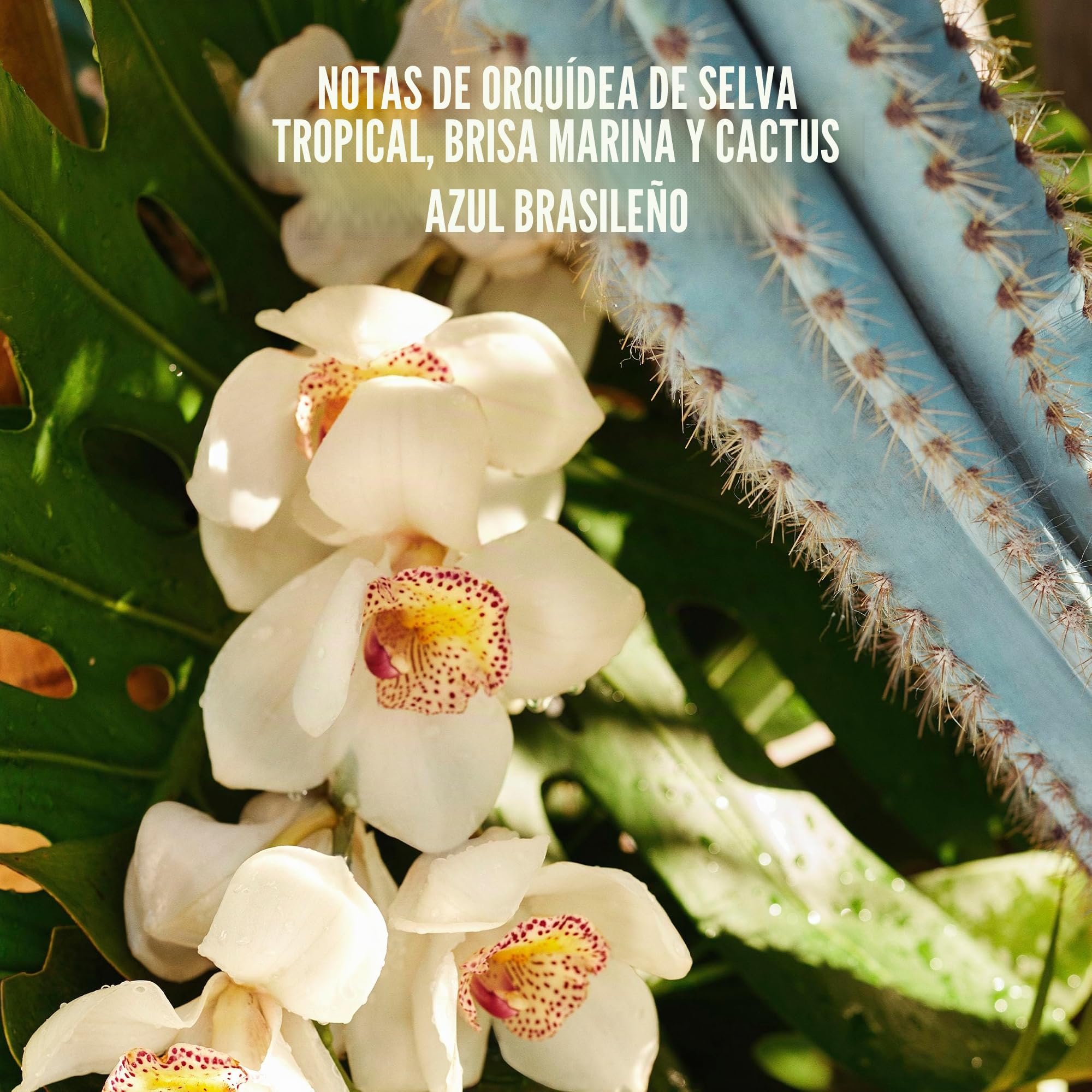 Sol de Janeiro Refresco Paraíso Limited Edition Perfume Mist Spray corporal brisa marina orquídea líquida