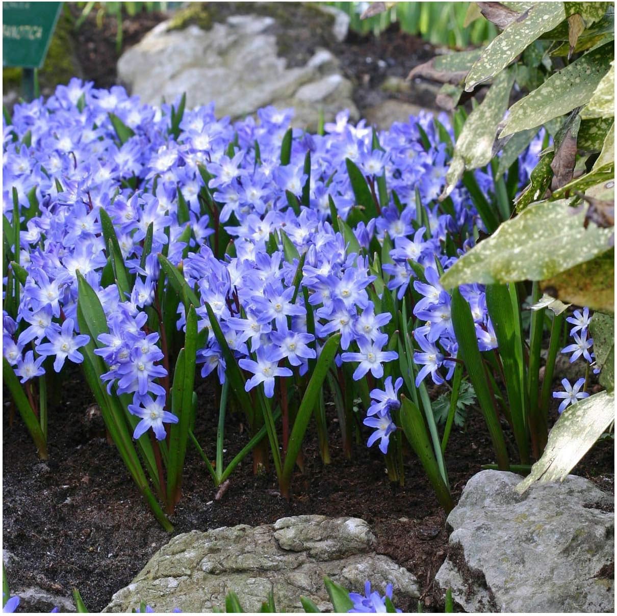 Garthwaite Nurseries25 Chionodoxa Luciliae Bulbs (Glory of The Snow) Dwarf Blue Spring Garden Perennial