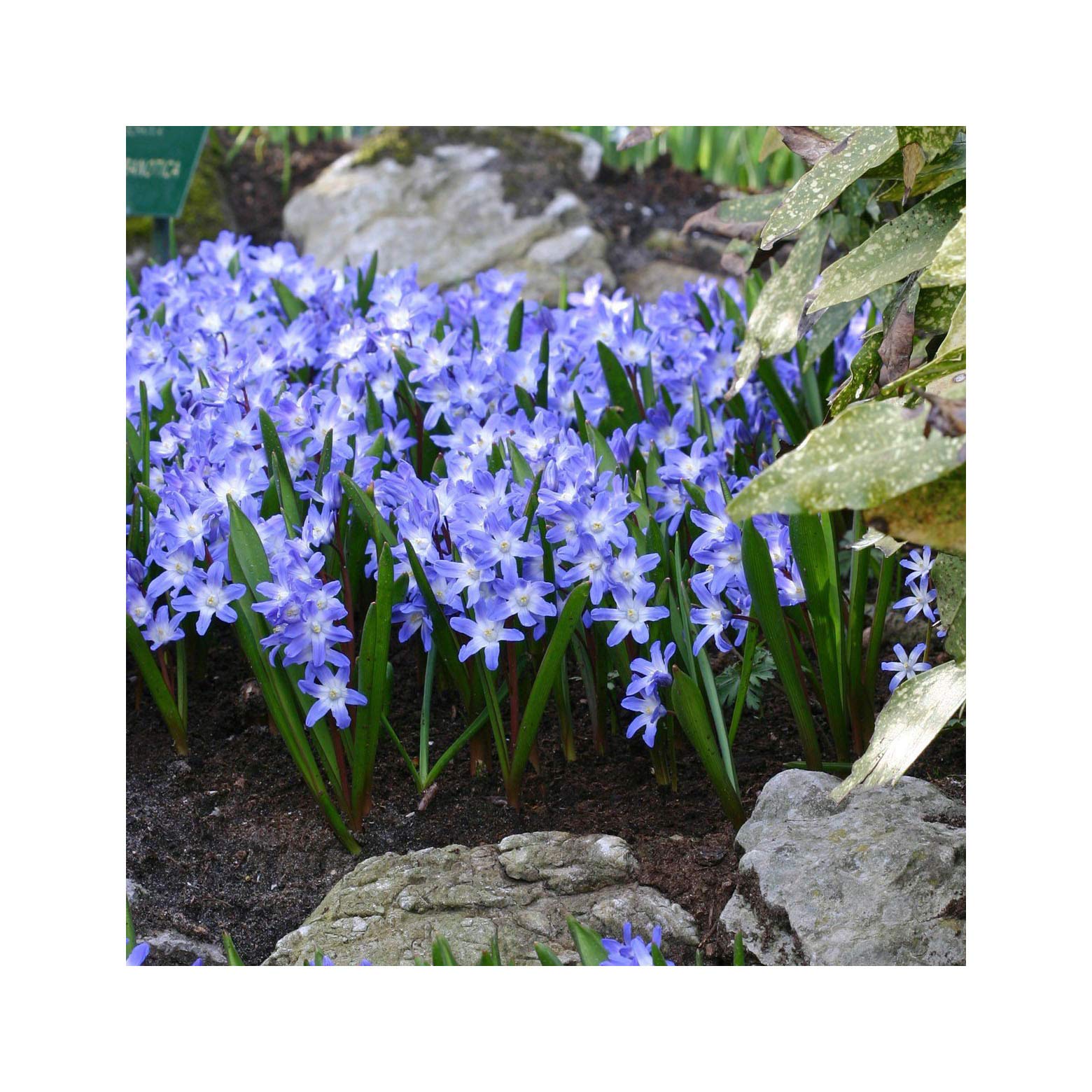 Garthwaite Nurseries25 Chionodoxa Luciliae Bulbs (Glory of The Snow) Dwarf Blue Spring Garden Perennial