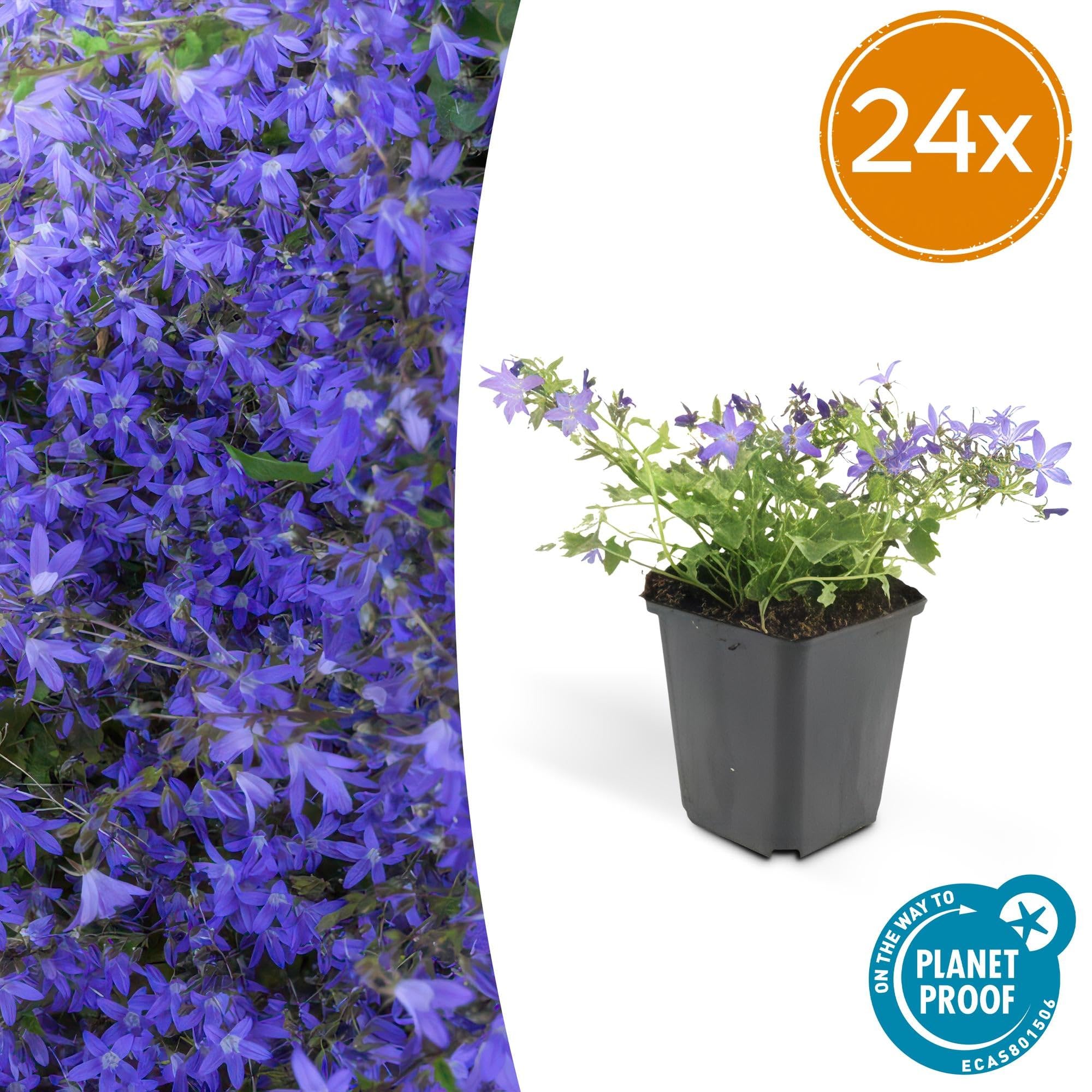 Campanula poscharskyana 'Stella' poduszka wisząca, średnica 9 cm, 12 roślin, kwitnąca i łatwa w pielęgnacji, słońce i cień