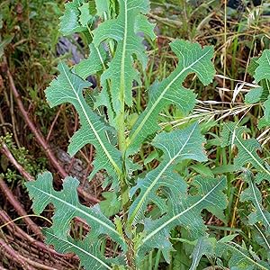 Wild Lettuce Seeds - 1600+ Wild Lettuce for Planting - Lactuca Virosa Seeds - Herb Seeds