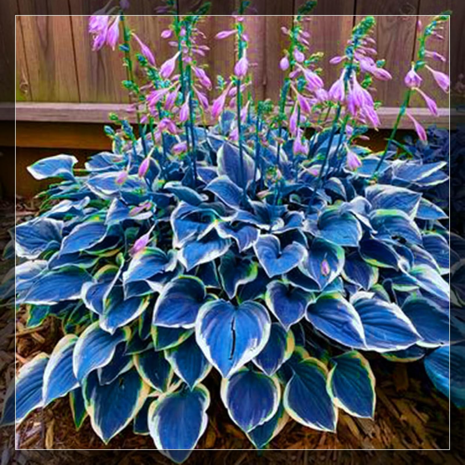 Midnight Blue Heart Hosta Bulbs - Fast Growing for Lush Garden Borders & Landscaping | Excellent Displays-6 Bulbs-D