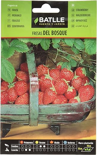 Battle - Semi Aromatici Fragole del Bosco (Semi - 20-25Cm)