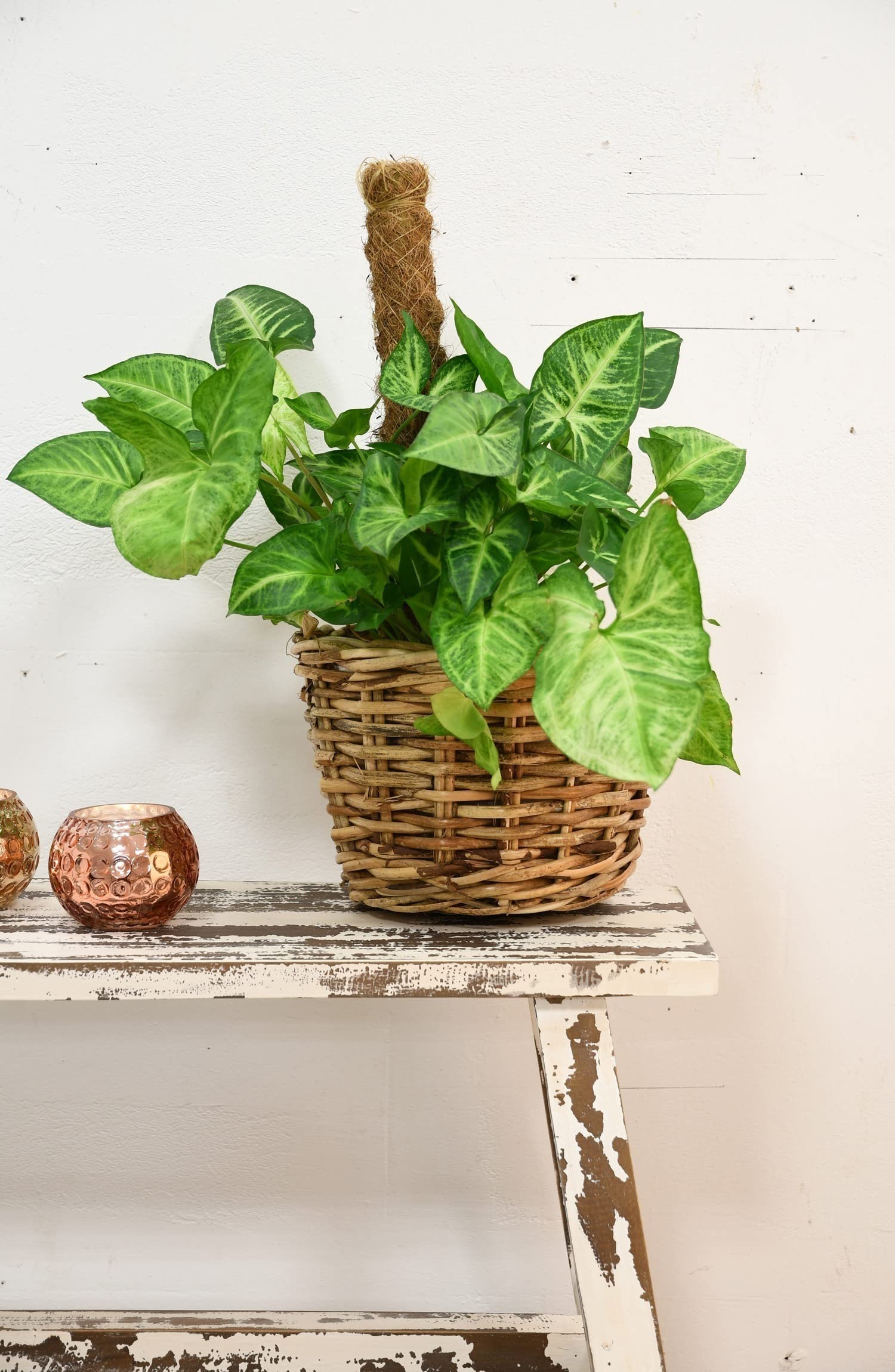 AUBRY GASPARD - Cache-Pots Rotin Antique (Lot de 3) - Ø 43 cm x H 25 cm (Grand) - Moyennes et Petites Incluses - Poids 2.25 kg - Idéal Décoration Intérieure Élégante Naturelle
