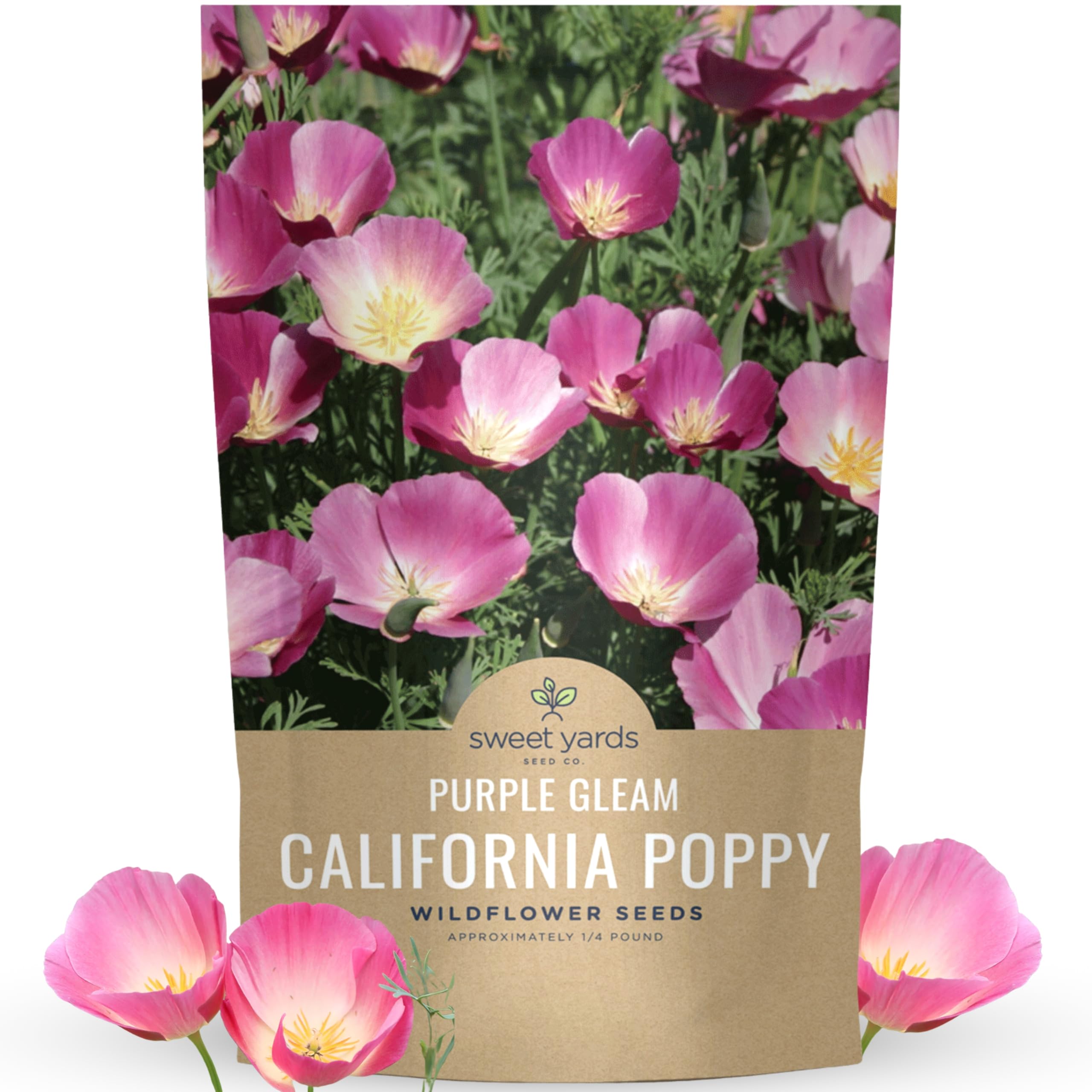 California Purple Gleam Poppy Wildflower Seeds - Bulk 1/4 Pound Bag
