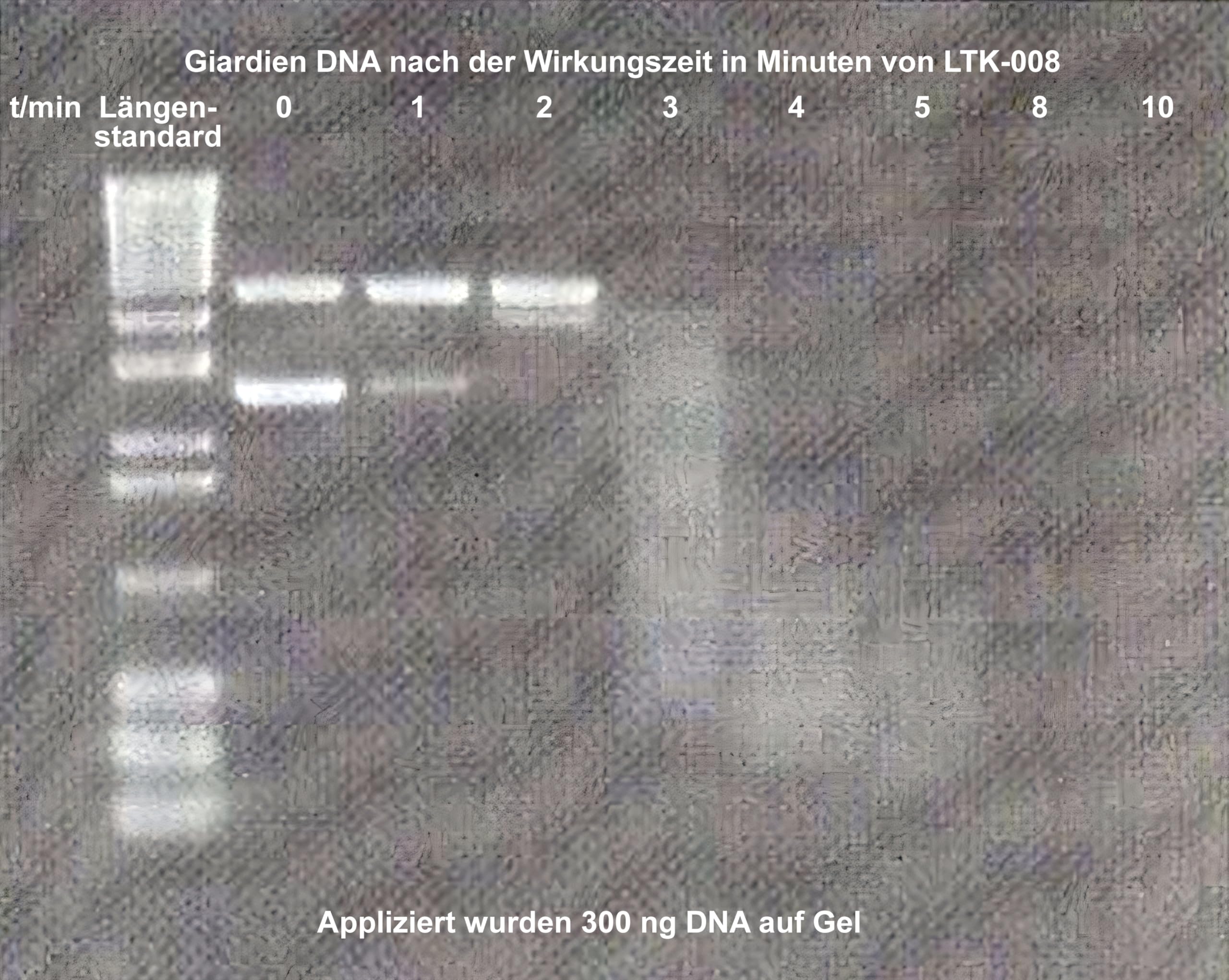 BIODELTA Giardien Spray - Giardien Wischkonzentrat für Hund, Katze & co - Haustier Hygiene Spray - Giardien Desinfektionsmittel gegen Viren Bakterien & Pilze - effektiver Geruchsentferner (2L)