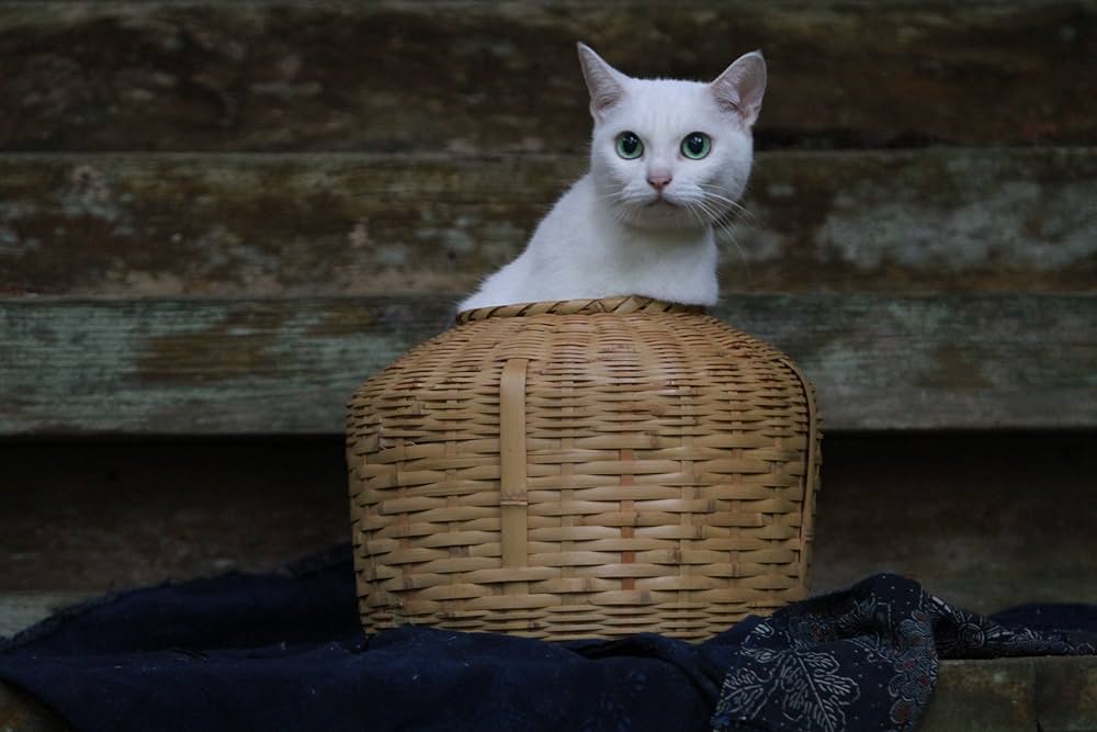 猫侍「玉之丞」写真集 | 「猫侍」製作委員会 |本 | 通販 | Amazon