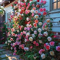 Vista 2 de Semillas de rosas trepadoras para plantar, más de 300 semillas de rosas trepadoras híbridas sin OMG