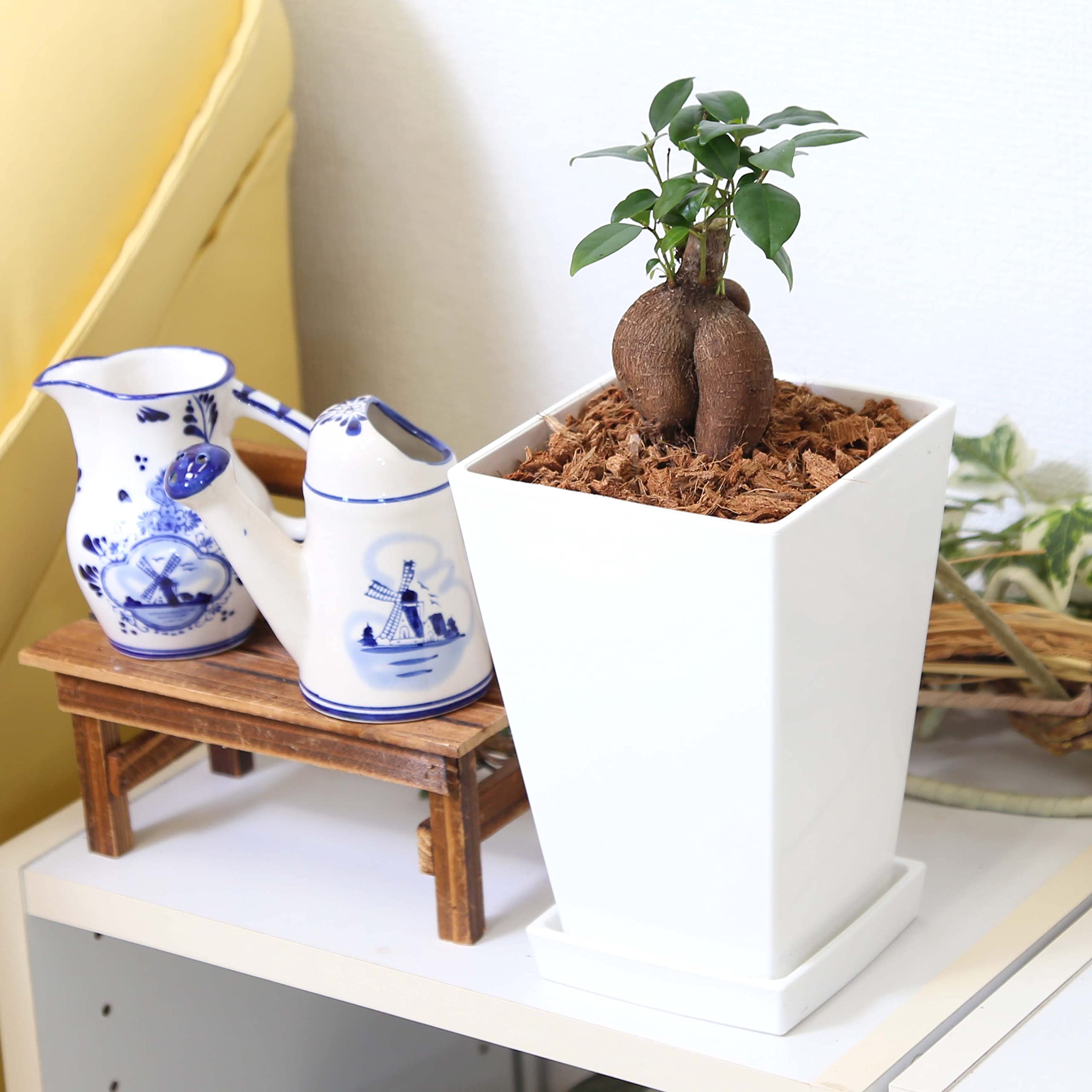 Amazon｜【ブルーミングスケープ】幸せを呼ぶ木！ガジュマル