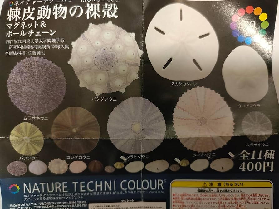 ティーダナガウニモドキ 殻 ティーダナガウニモドキ 殻 - メルカリ