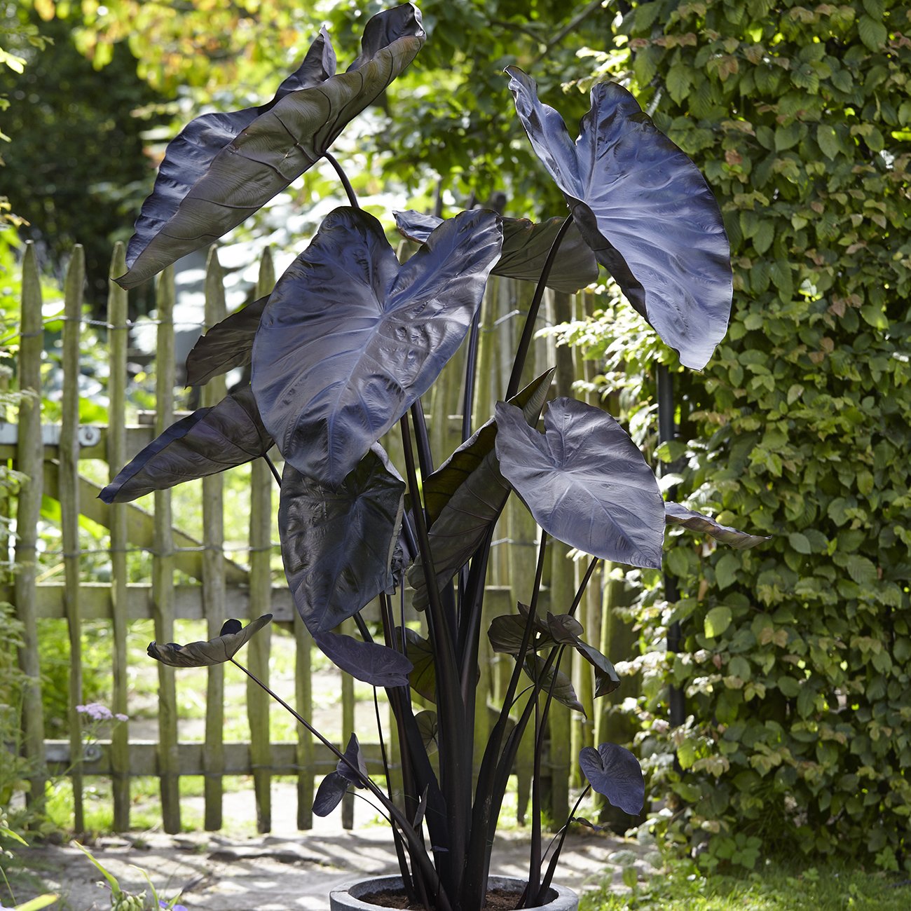 Van Zyverden Black Coral Bulb