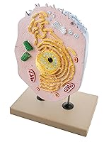 Vista 3 de Eisco Labs Animal Cell Modelo, pintado a mano