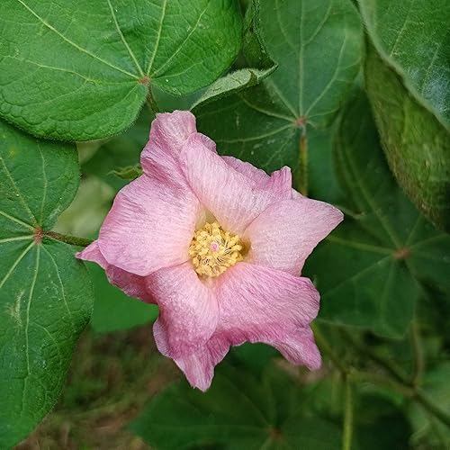 Outsidepride 200 semillas de plantas de algodón perennes de Gossypium Levant para plantar