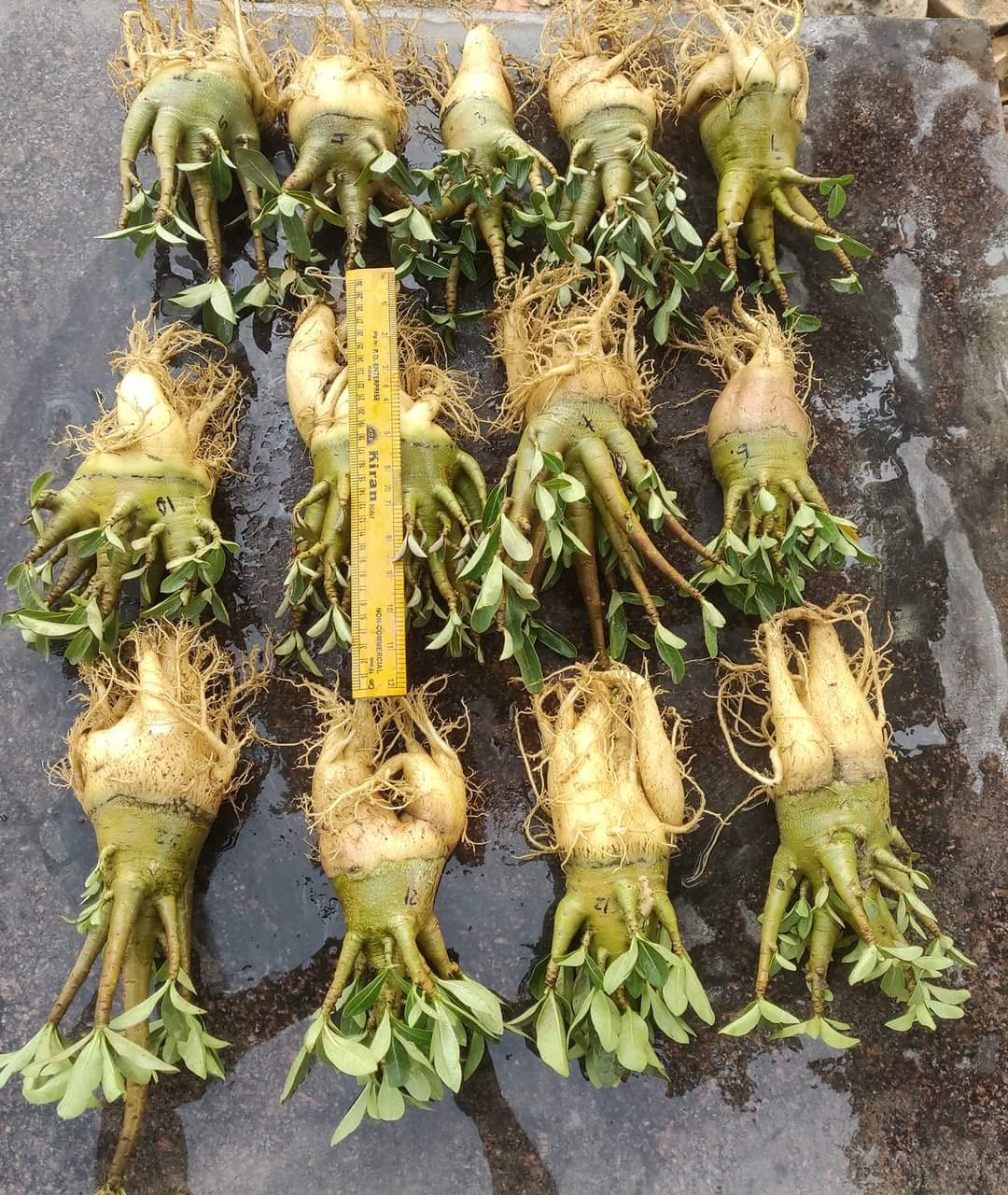Zaprics Trading Seed Grown 2 Year Old Good Compact adenium Arabicum Best Show Plant And Gift. You Will Receive One Of The Plant From The Set. (B0BZ8SBCDG) Amazon Price History, Amazon Price Tracker