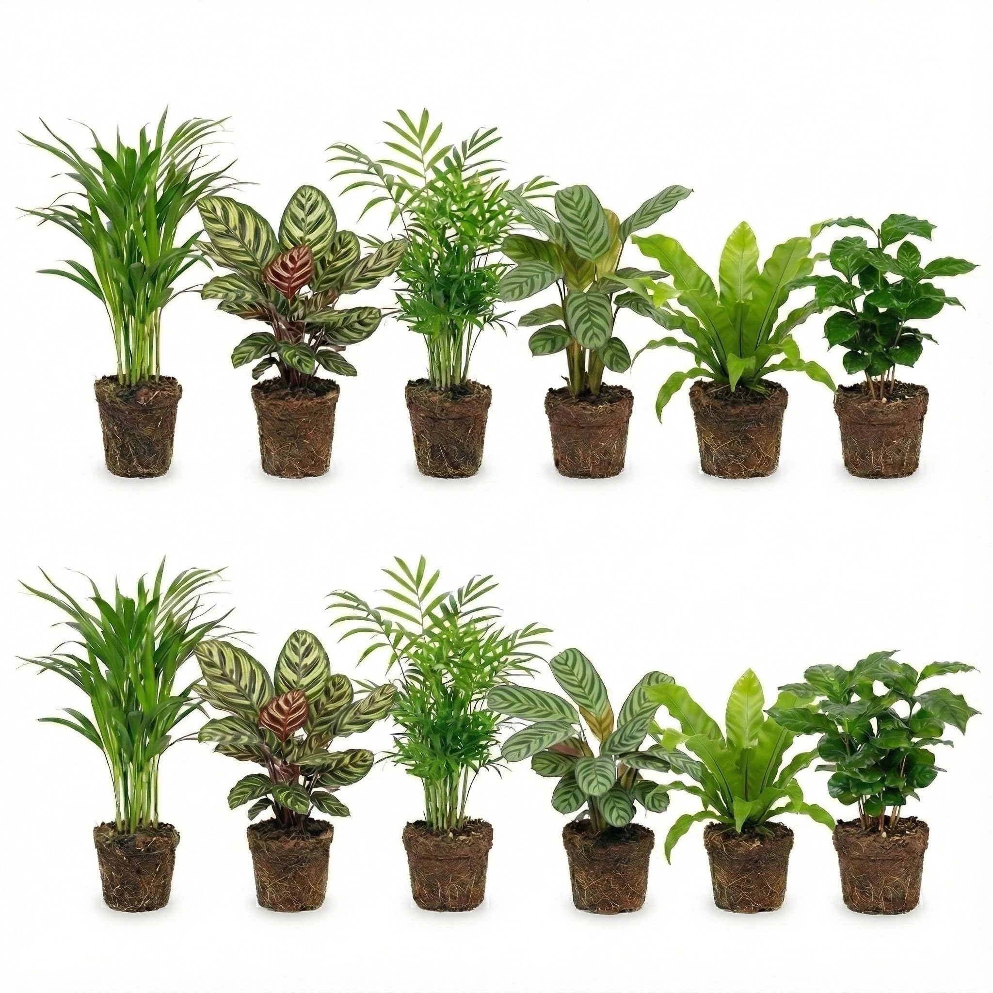 Vdvelde․com - Zimmerpflanzen Set 12 Stück tierfreundlich, luftreinigend | Katzenfreundlicher Grünpflanzen Mix für Wohnzimmer, Büro und Schlafzimmer, schattenverträglich, 30-40 cm