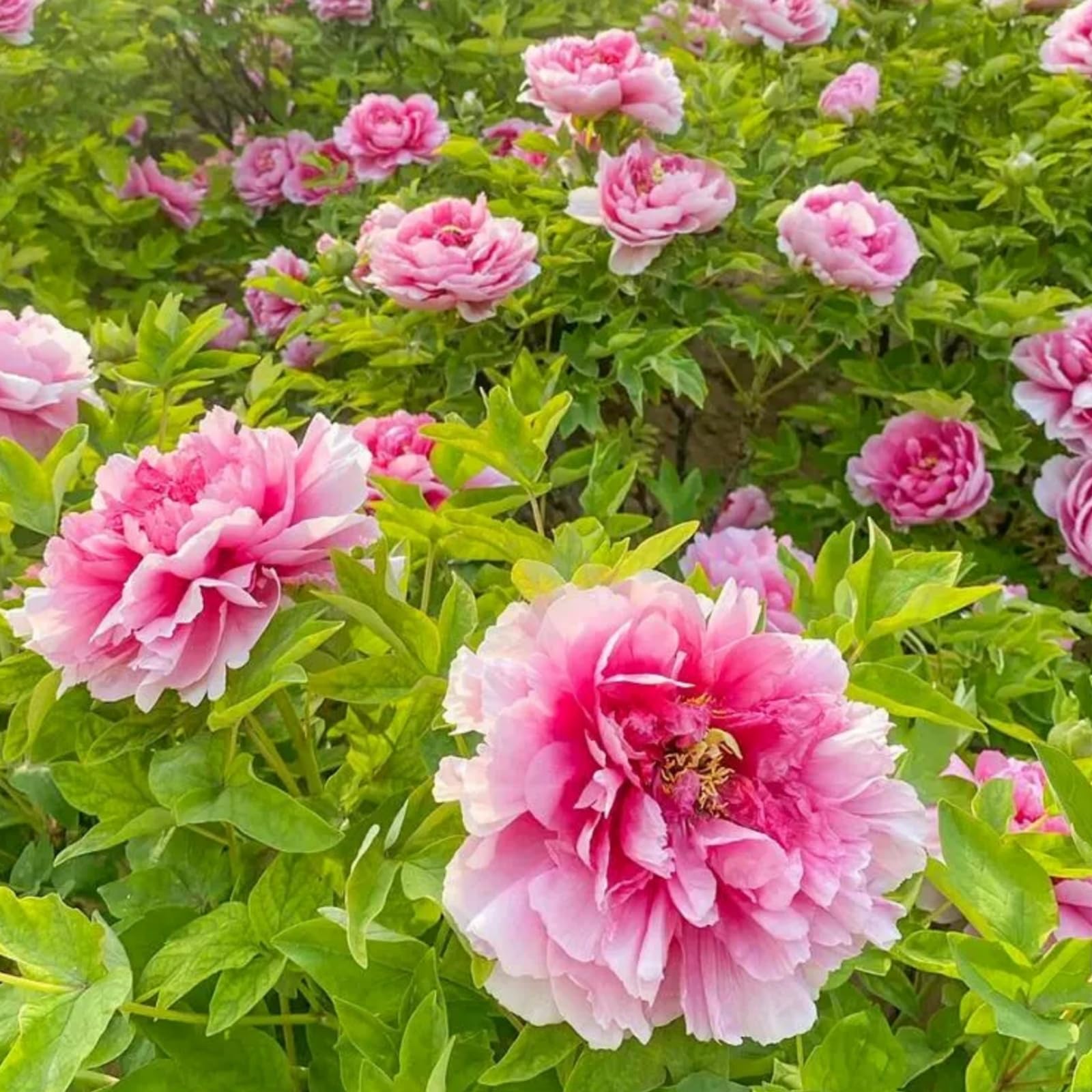 Peony Bulbs for Planting Now UK,Plant Bulbs, Good for Containers,Golden Jade Carving, Natural Organic/Wedding Flowers-2bulbs-D