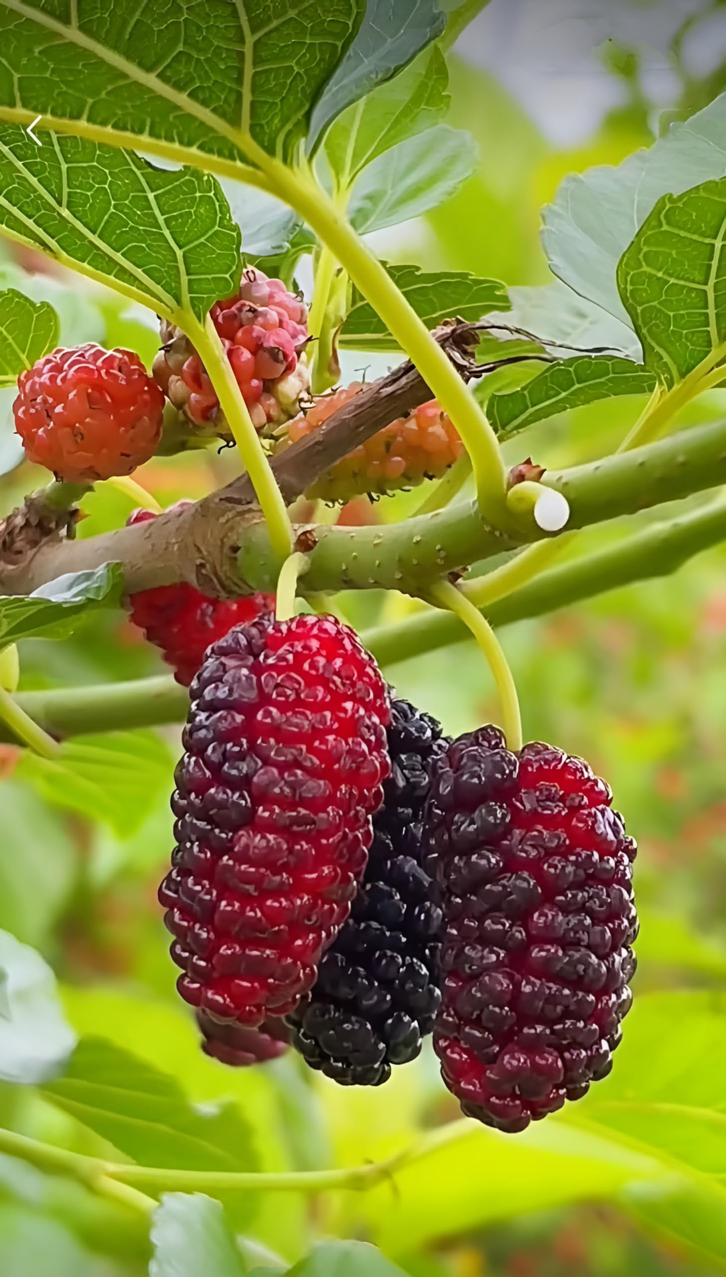 See full amazon price history chart for GreenCaart Mulberry Fruit Plant, Thai Hybrid, Air Layered, Sweet, Healthy, Red & Black, For Home Garden (Fruit After 3 Months) GreenCaart Mulberry Fruit Plant, Thai Hybrid, Air Layered, Sweet, Healthy, Red & Black, For Home Garden (Fruit After 3 Months) (B0D7TR8FNP) Amazon Price History, Amazon Price Tracker