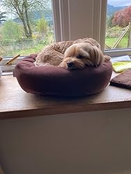 Easy Peasy Doggy Squeezy : Ancora Più Consigli Per Addestrare Il Tuo Cane - Steve Mann Libro In Inglese Per Cani - Foto 4