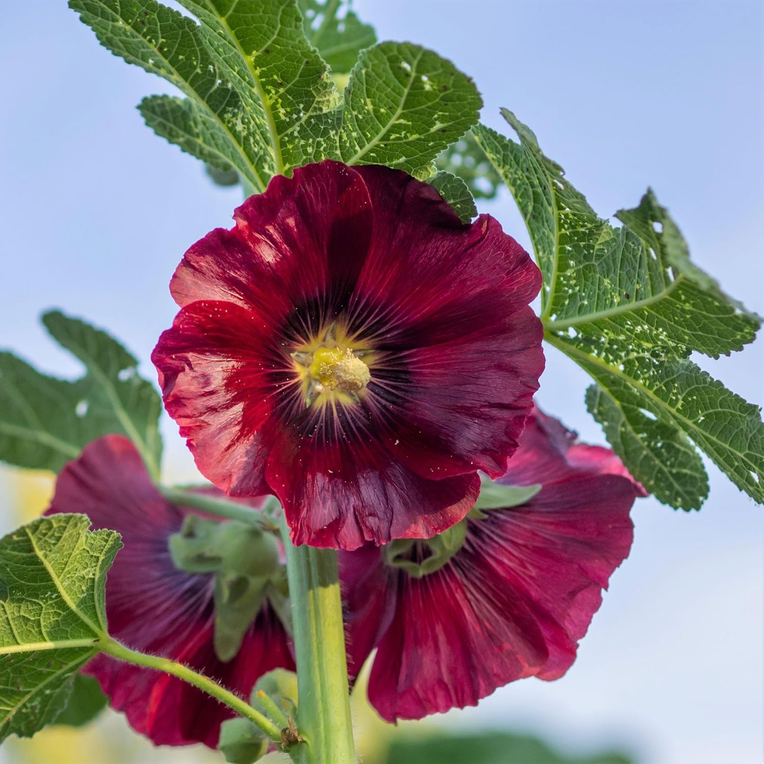 Eden Brothers Hollyhock Seeds - Henry VIII - Red