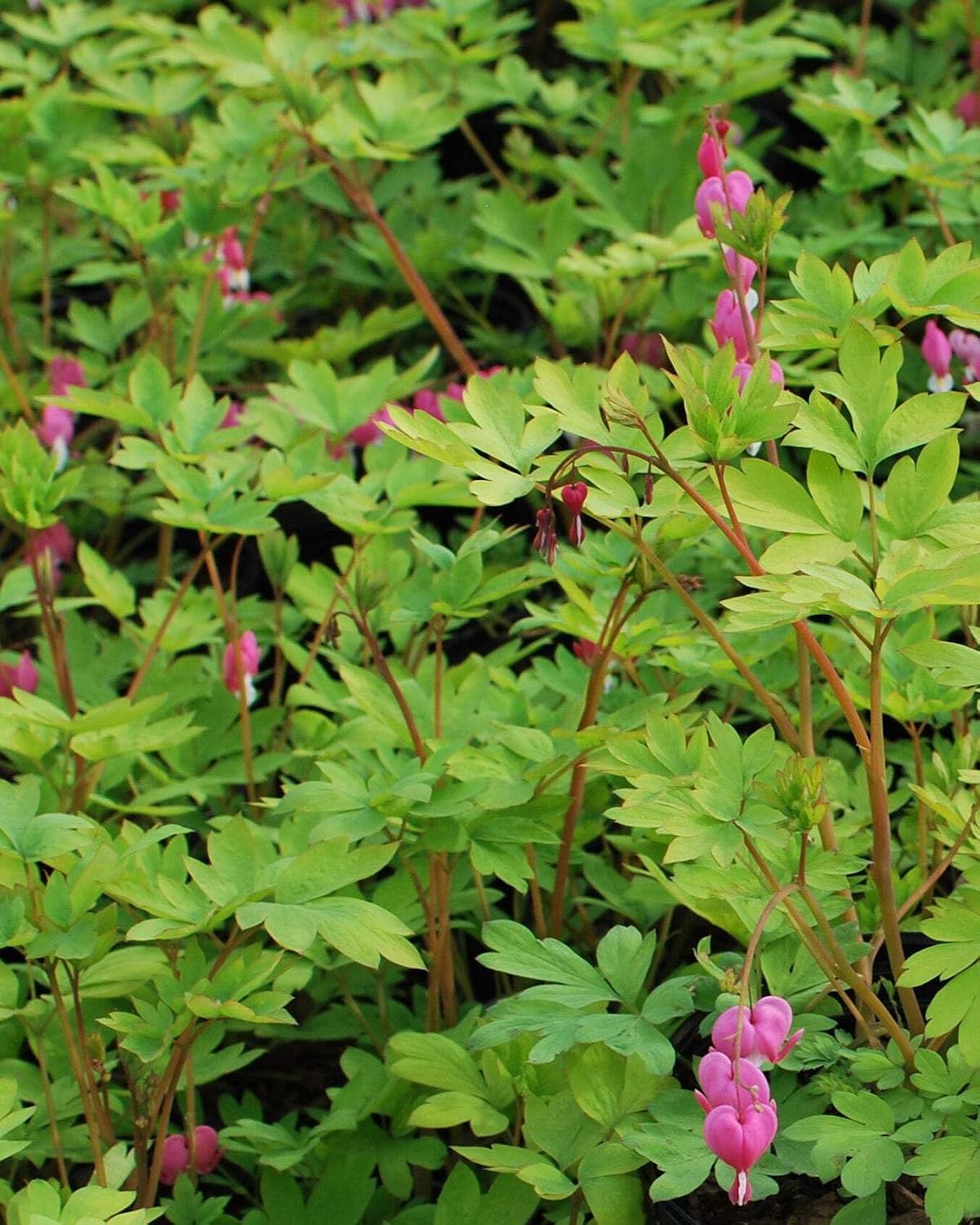 Perennial Farm Marketplace Dicentra spectabilis 'Gold Leaf' (Bleeding Heart) Perennial, Size-#1 Container, Rose Pink Flowers