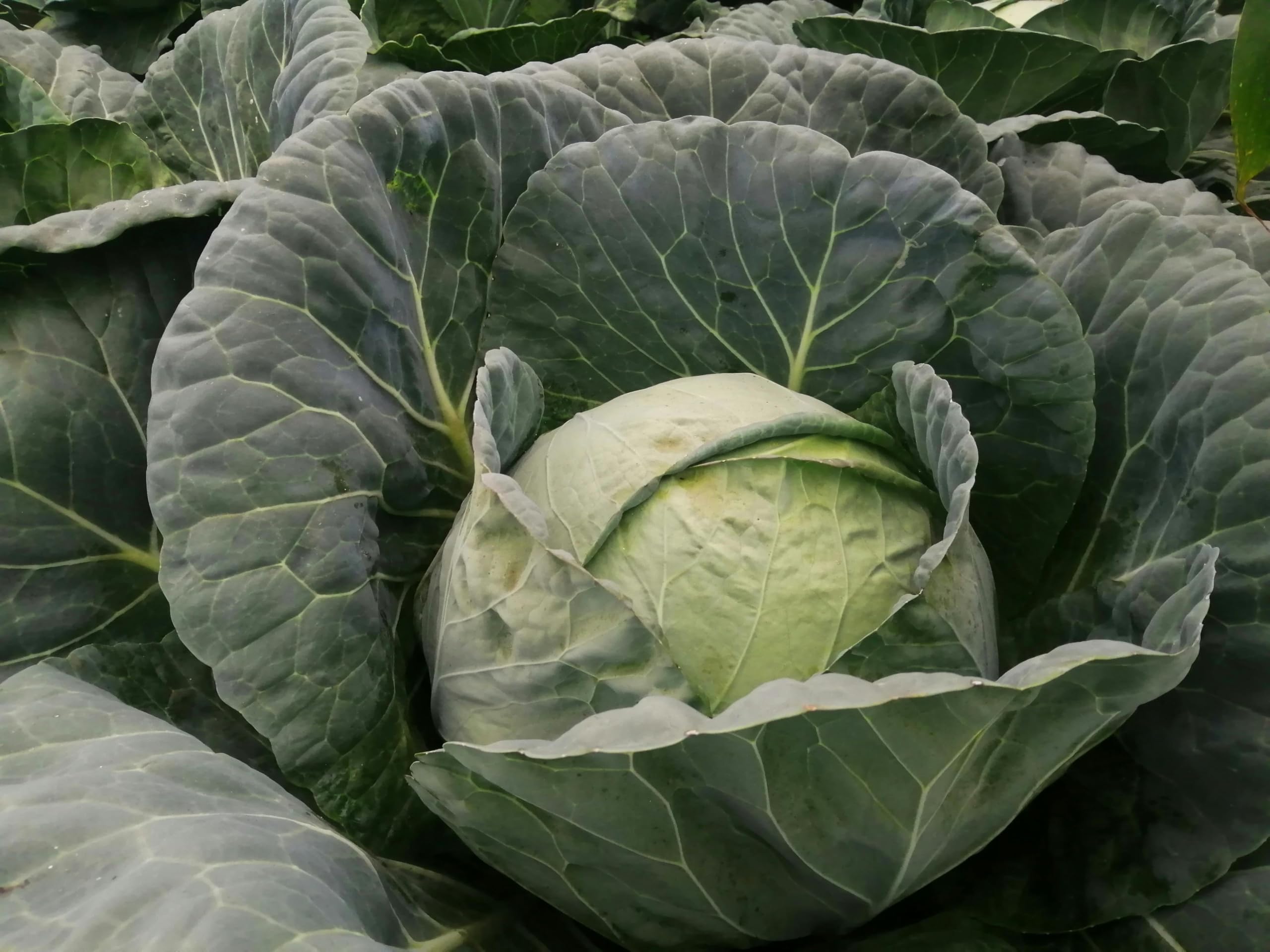 Mr McGregors White Cabbage Garden Ready Plug Plants, Grow Your Own Vegetables (16)