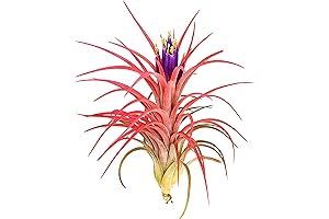 Large Air Plant 5 to 7 Inch Victoriana