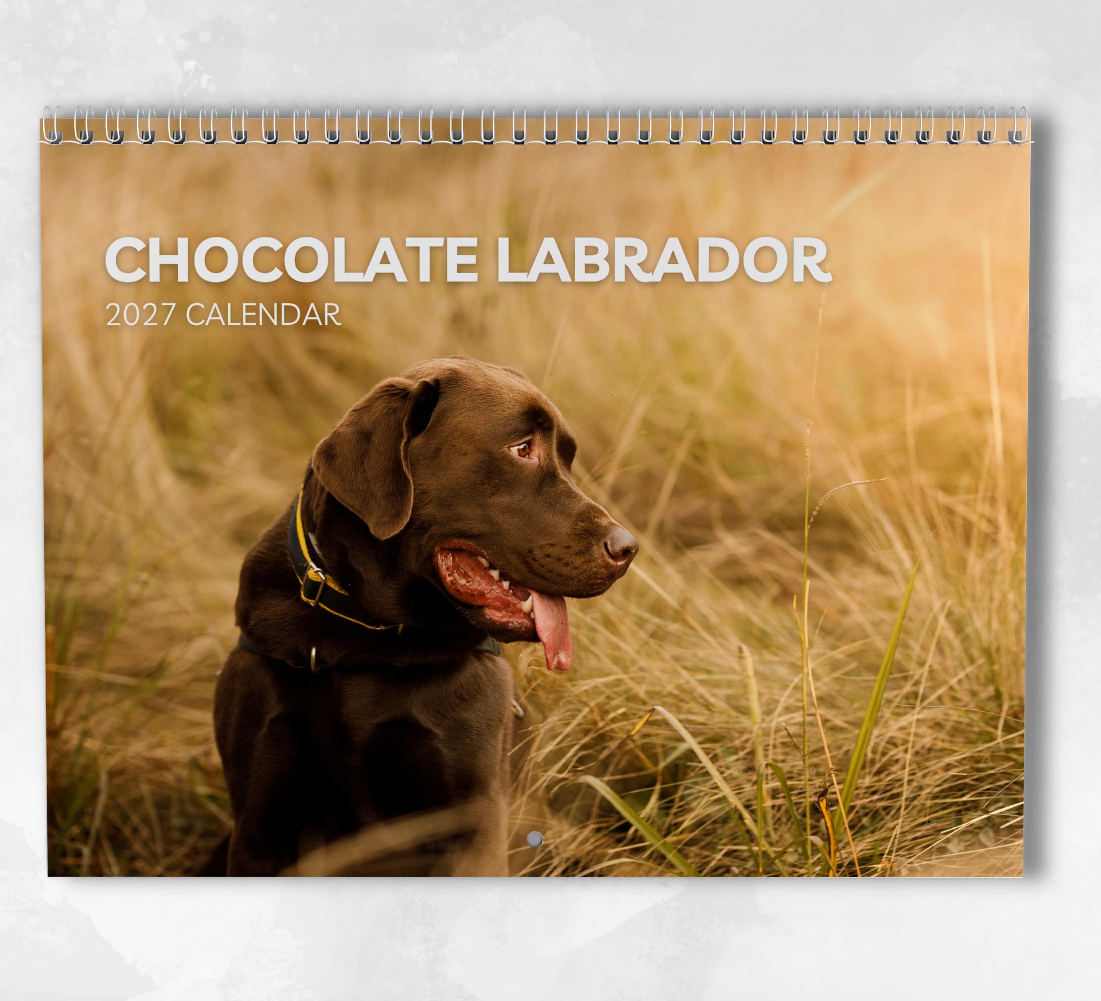 Chocolate Labrador Calendar 2027: Monthly Wall Calendar with Notes, Hanging A3 Size, Includes key dates & holidays