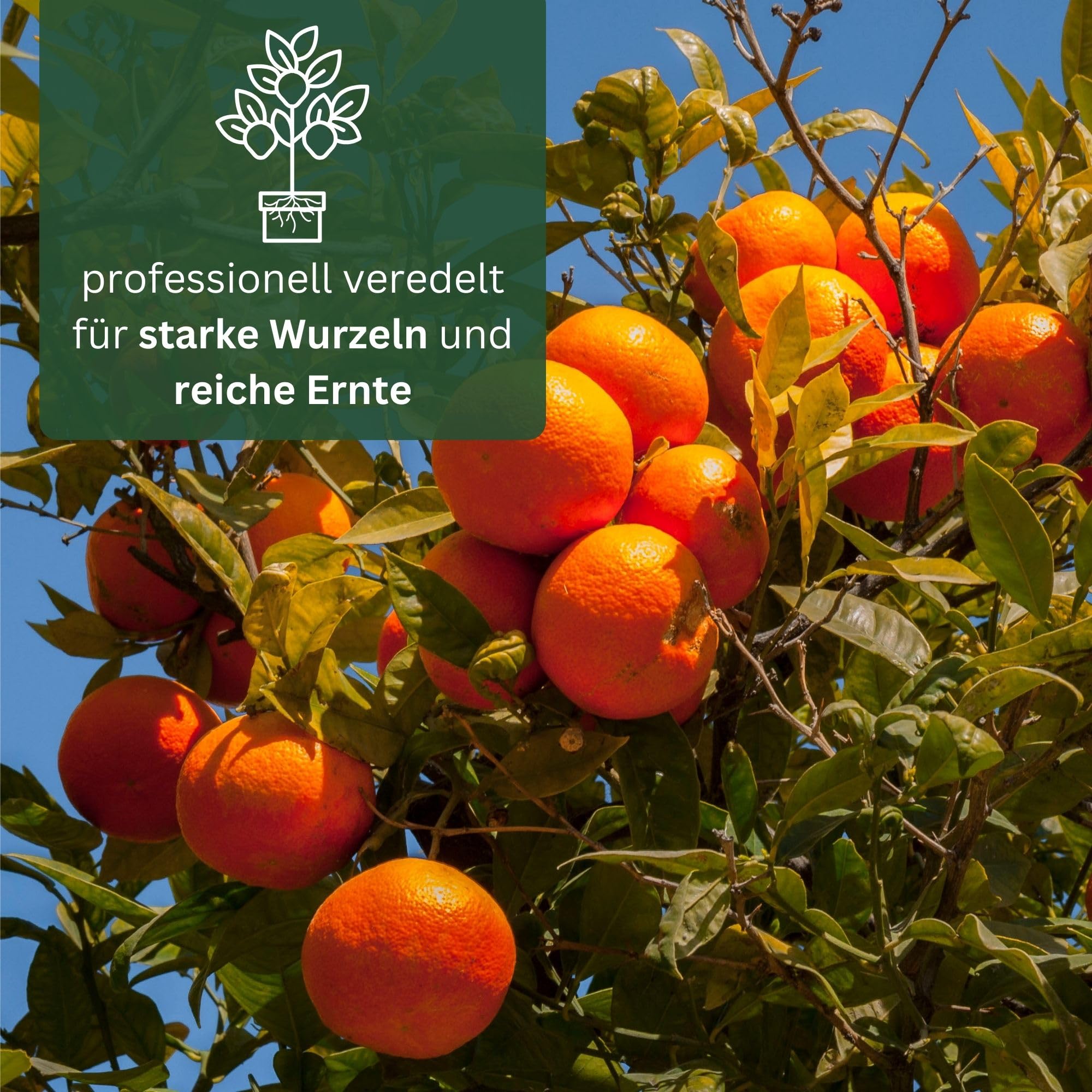 Meine Orangerie Clementinenbaum - süße Clementine - echter Citrusbaum - fruchtreifes Bäumchen für Garten, Balkon oder Terrasse (Topf Ø 22cm)