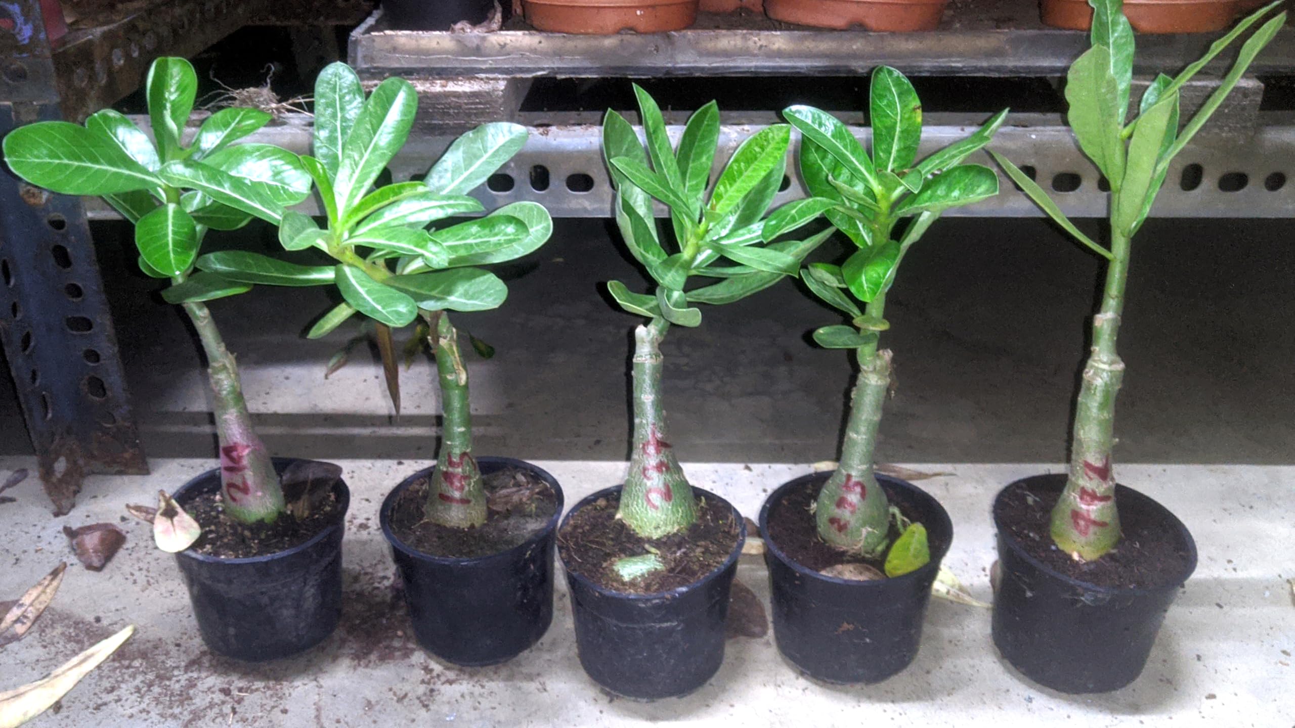 ACHC Adenium Plant live Combo Without Pot Bosnai Grafted Multi Petal Desert Rose (Pack of 12)