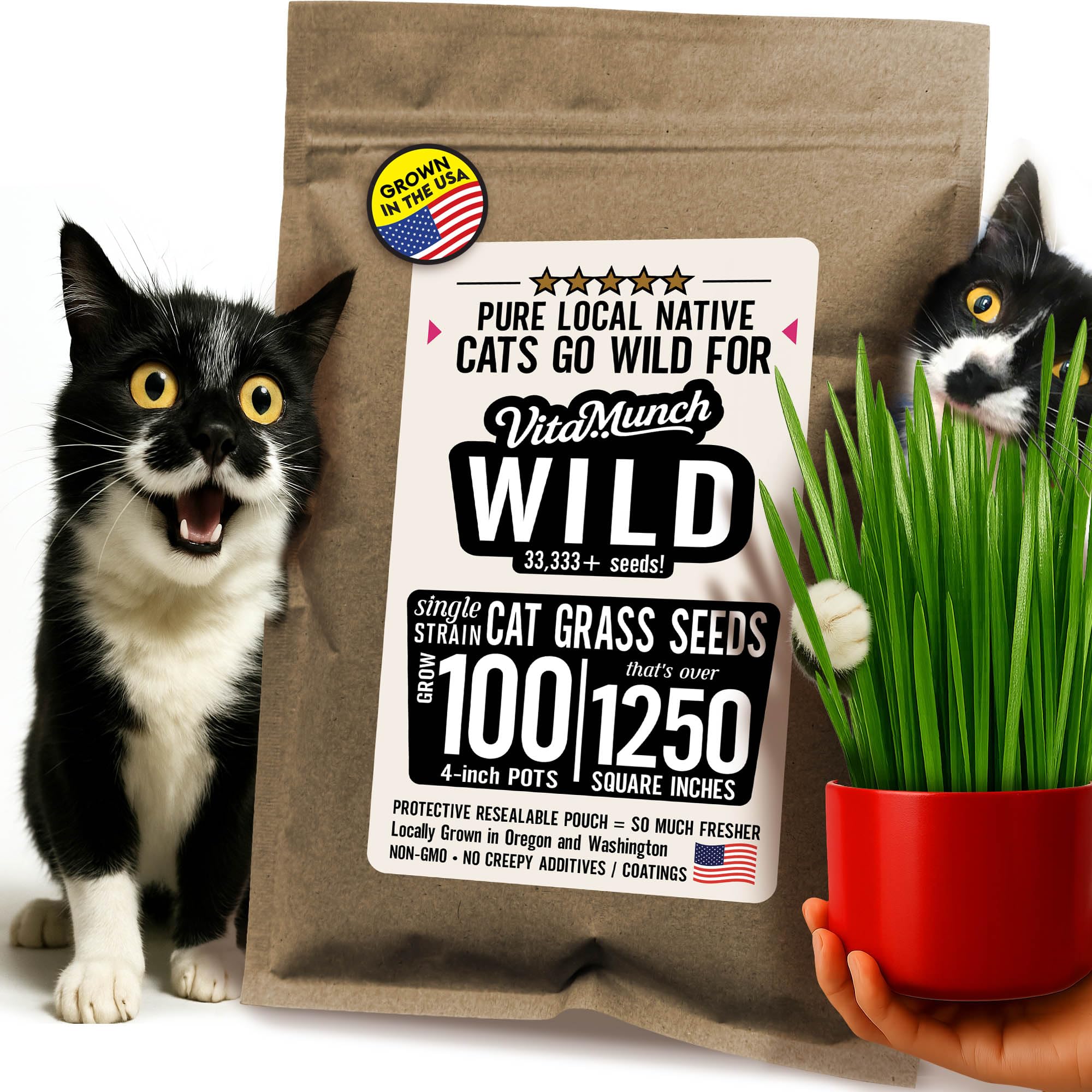 Cat Grass Seed Wild Non-GMO Pure Wild Native Annual Ryegrass Grows 100 Pots (Over 1250 Sq in) Ready in 6 Days Sprouts Fast (Just Packaged) Vets Love for Indoor Cats + Zero additives–33,333+ Seeds
