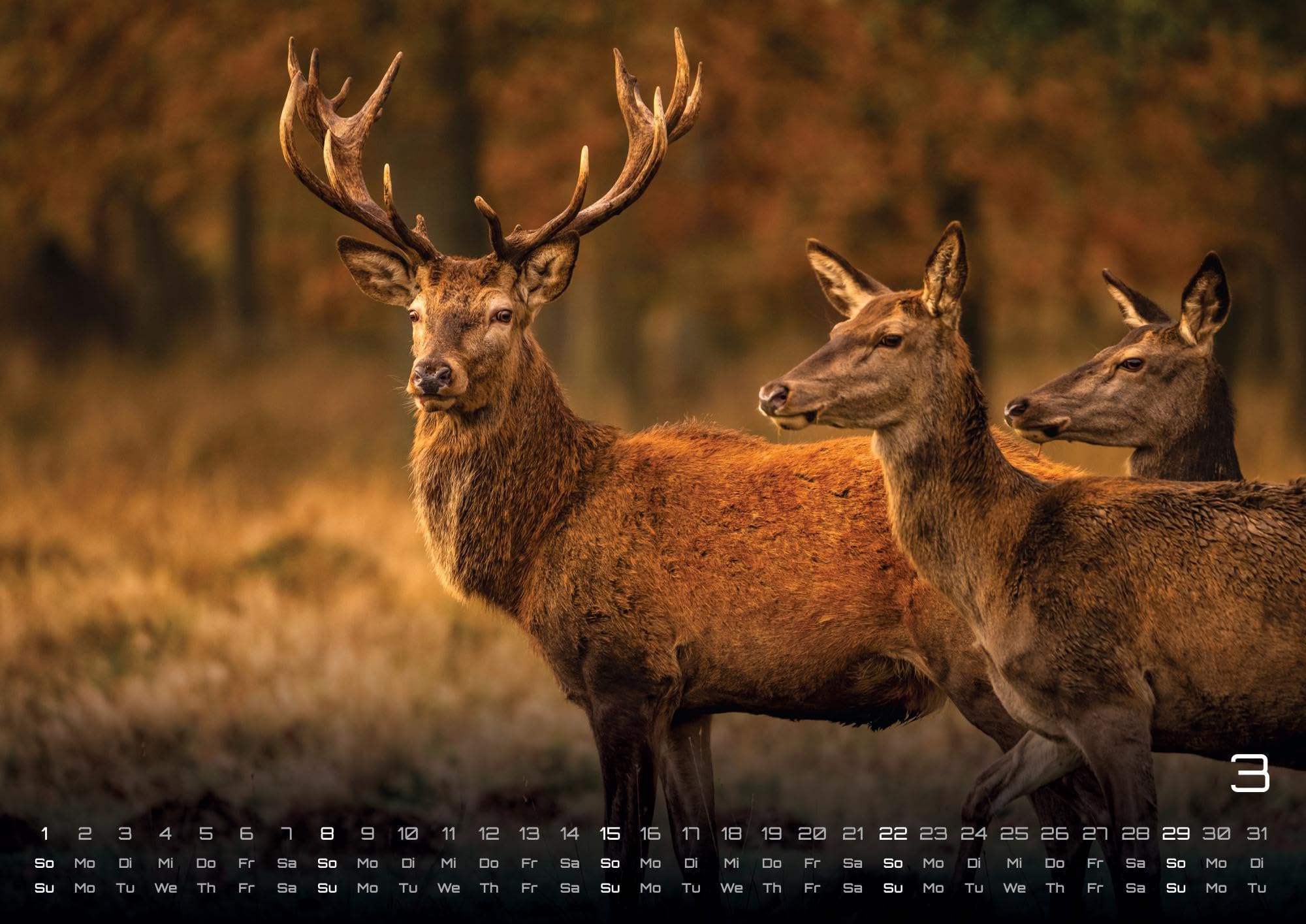 Waldtiere - Heimische Waldbewohner - Der Tierkalender - 2026 - Kalender DIN A2: Der Wandkalender mit den schönsten Waldtier-Motiven für das Jahr 2026 im extragroßen Format DIN A2 (ca. 60 x 42 cm)!