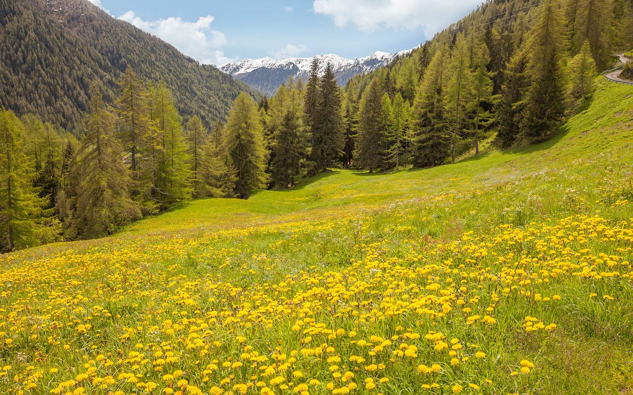 Go Green Tale Nature Sticker PosterFlowers Landscape with Greenery