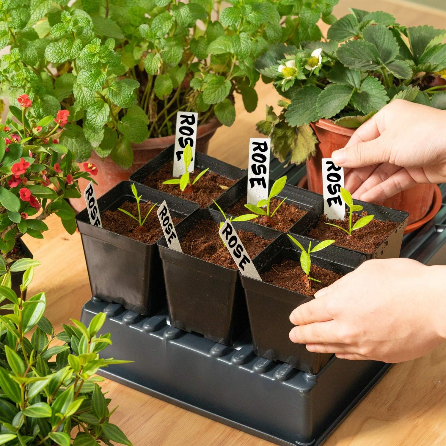 June Fox Square Nursery Pots 3.3 Inches Flexible Plastic Seedling Pots Square Pots for Plants, Succulent, Flower, Pack of 60, with 60 PCS Plant Labels - Image 6