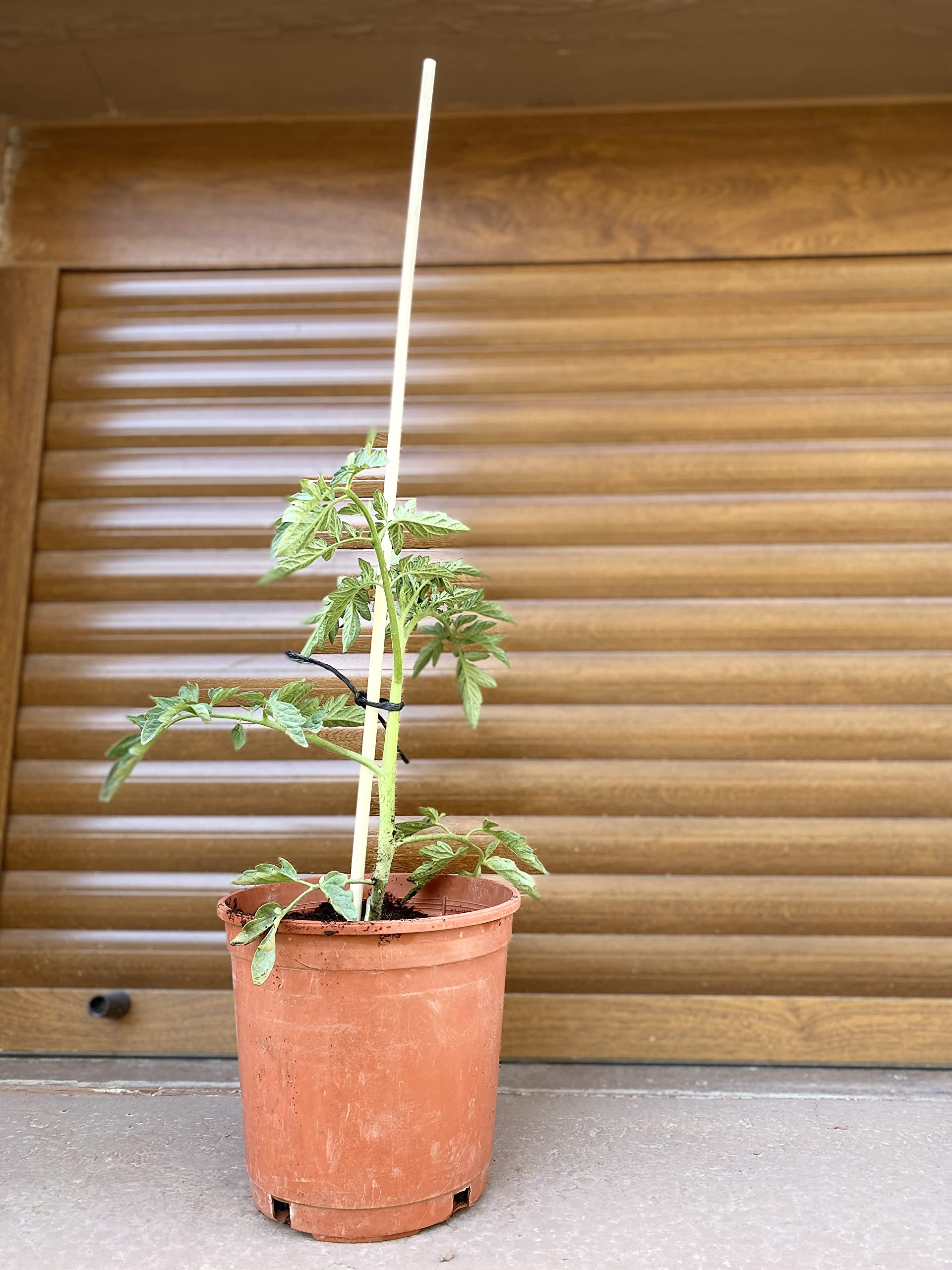 Mendi 40 Tutor Varilla de Bambu de 70 cm y 8 mm diámetro para Plantas, jardineria, Huerta...
