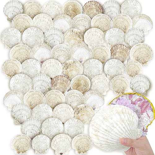 YOUKE OLA 60 conchas de vieira para manualidades, conchas naturales de playa grandes a granel para decoupage, manualidades, conchas marinas,