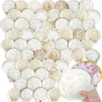 YOUKE OLA 60PCS Scallop Shells for Crafts Large Beach Natural Shells Bulk for Decoupage DIY Crafts Seashell Decorations Home Decor White 4-4.5