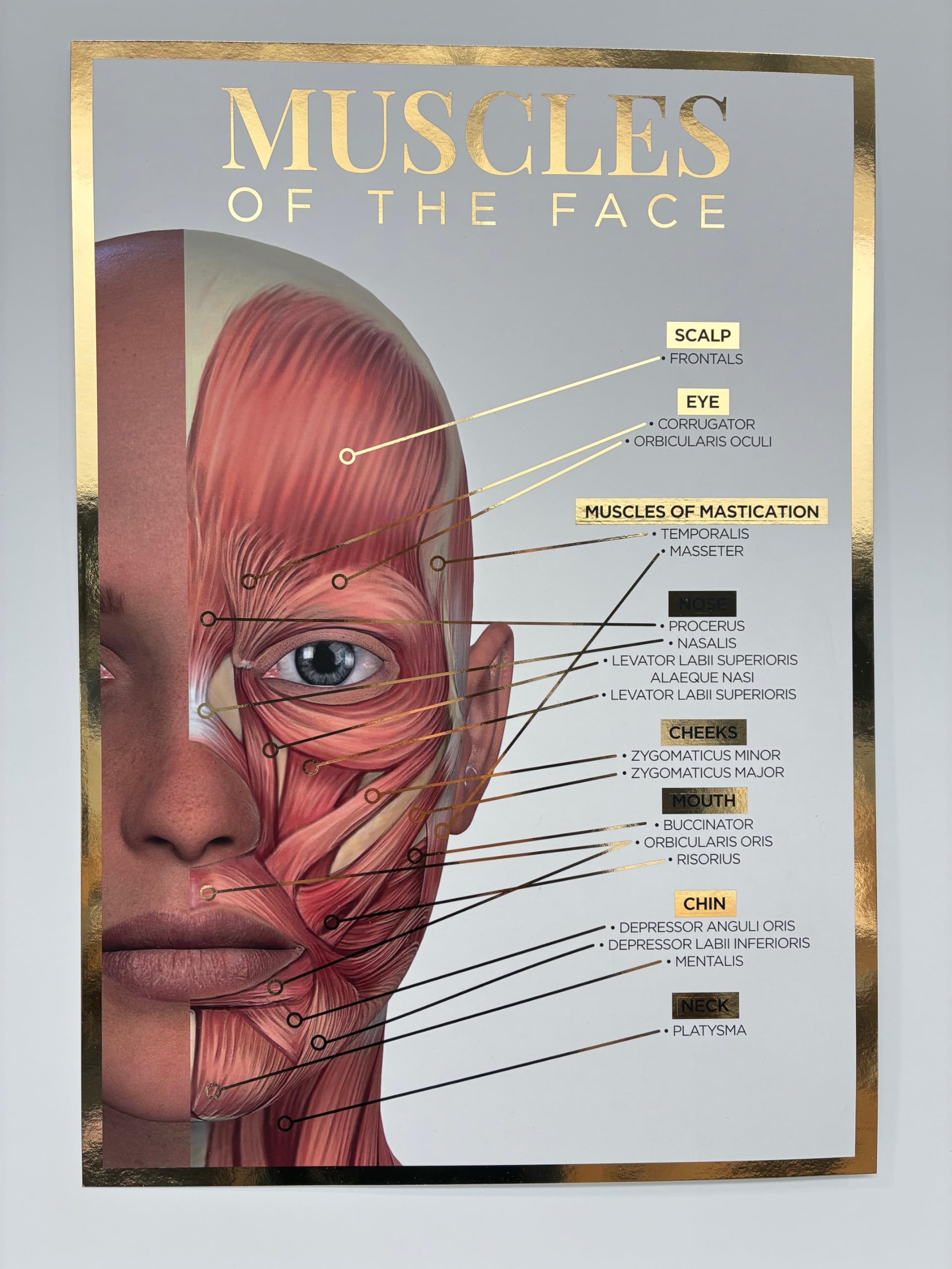 Qualiprint - Poster formato A3, motivo: Muscoli del viso, lamina d'oro, 300 g/m², effetto seta | Decorazione da parete con dettagli dorati, grafico illustrato del corpo umano, ideale per saloni, cliniche e aule.