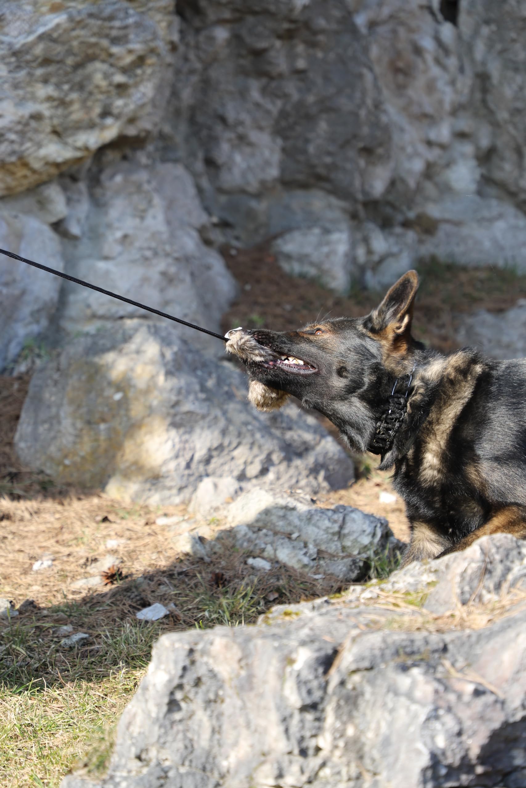 Dingo Zestaw Zabawka dla psa sztuczne futro zielony uchwyt bungee długi czarny uchwyt bungee mop piszczący trening psa Z30021