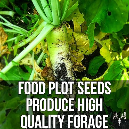 Miniatura 4 de Branson's Buffalo Blend, paquete ecológico de 12 libras, semillas de parcela de alimentos de cola blanca para ciervos, pavos, faisanes, palomas,